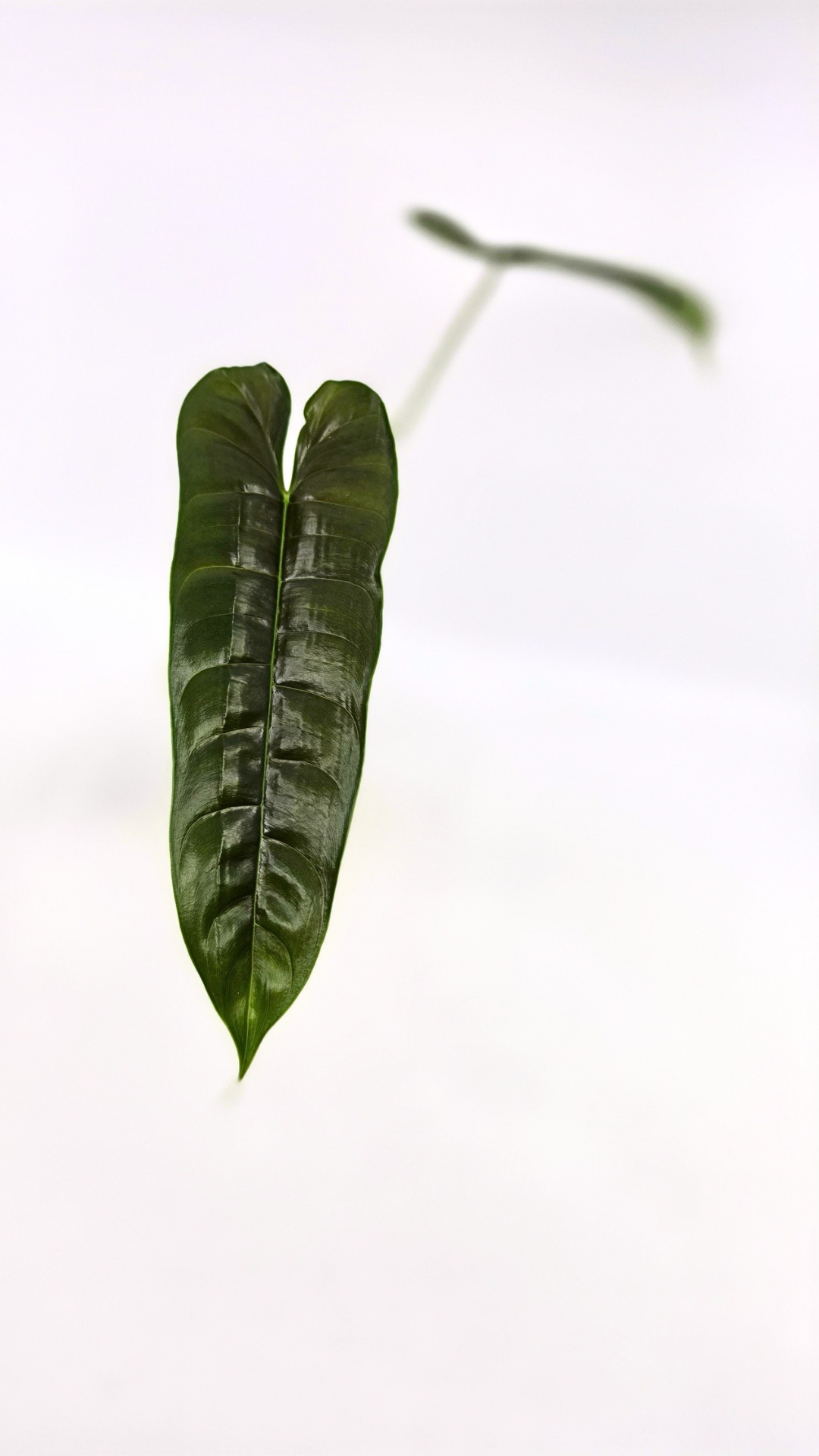 Rare indoor plant Philodendron Felix available for sale at rare house plant shop The Leaf Gallery in Perth, Western Australia