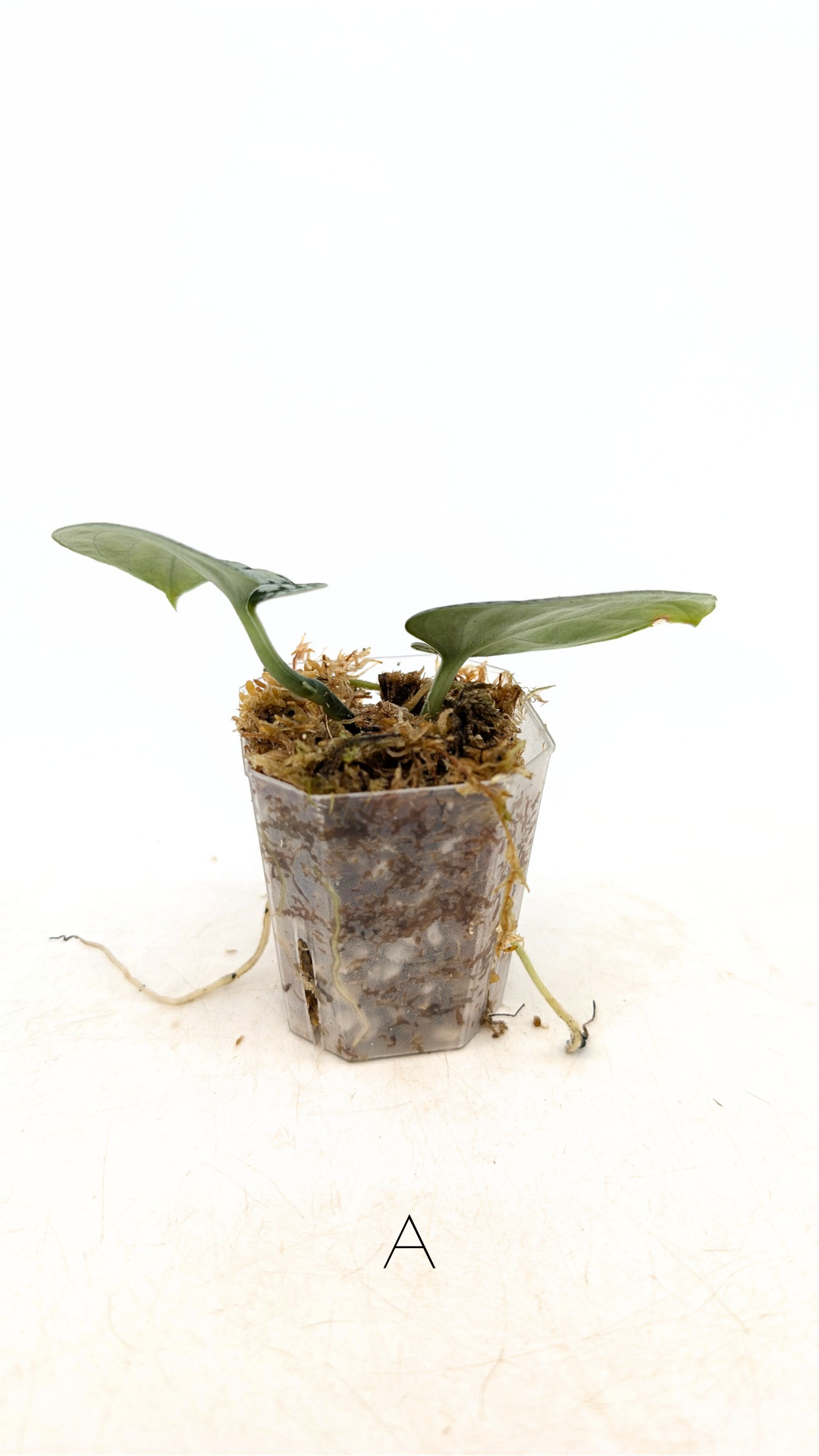 Rare indoor plant Scindapsus Dark Silver Tricolour available for sale at rare house plant shop The Leaf Gallery in Perth, Western Australia