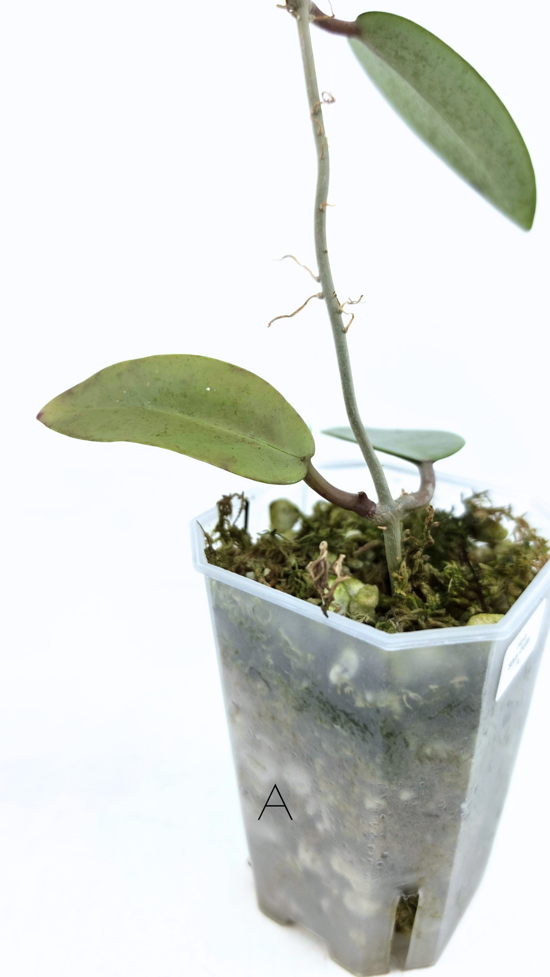 Rare waxplant Hoya Silver Dollar available for sale at rare indoor plant shop The Leaf Gallery in Perth, Western Australia