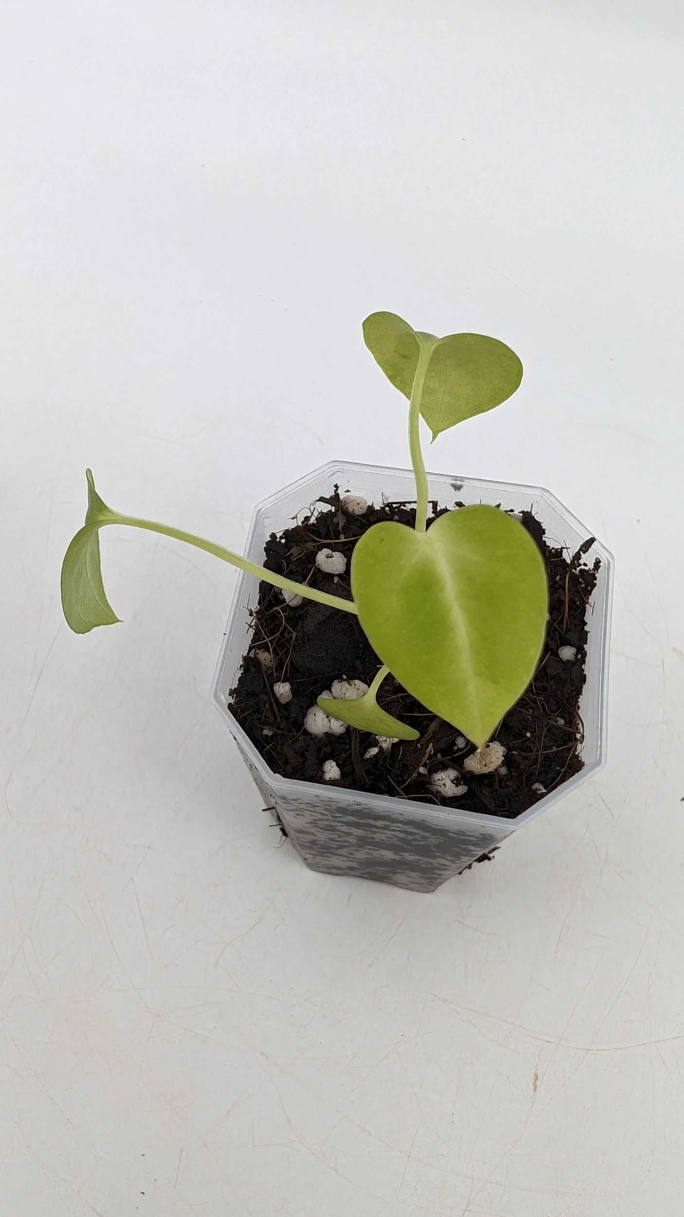 Rare indoor plant pure Anthurium Magnificum seedlings available for sale at rare house plant shop The Leaf Gallery in Perth, Western Australia