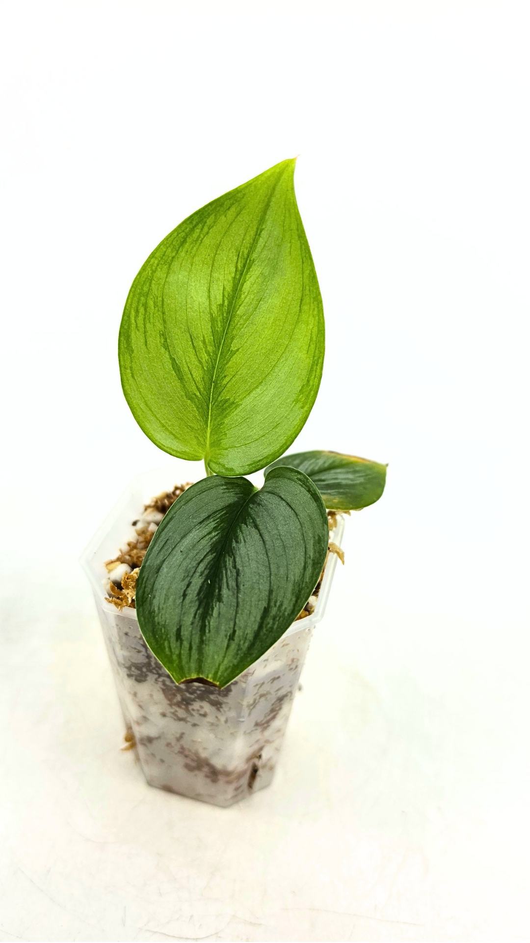 Rare indoor plant Scindapsus Treubii Moonlight available for sale at rare house plant shop The Leaf Gallery in Perth, Western Australia