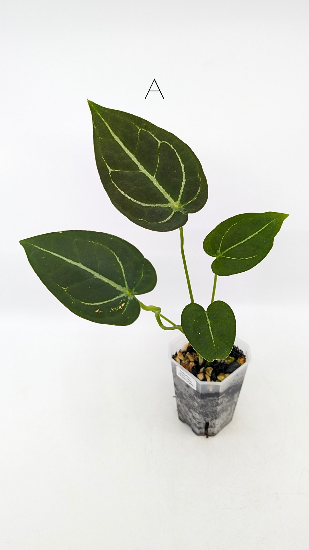 Rare anthurium seedlings available of hybrid between Anthurium Crystallinum x Magnificum with rare Anthurium Forgetii for sale at rare plant shop The Leaf Gallery in Perth, Western Australia