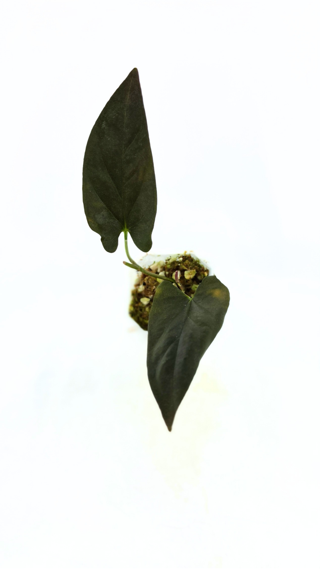 Rare indoor plant Syngonium Erythrophyllum Red Arrow available from rare houseplant shop The Leaf Gallery in Perth, Western Australia