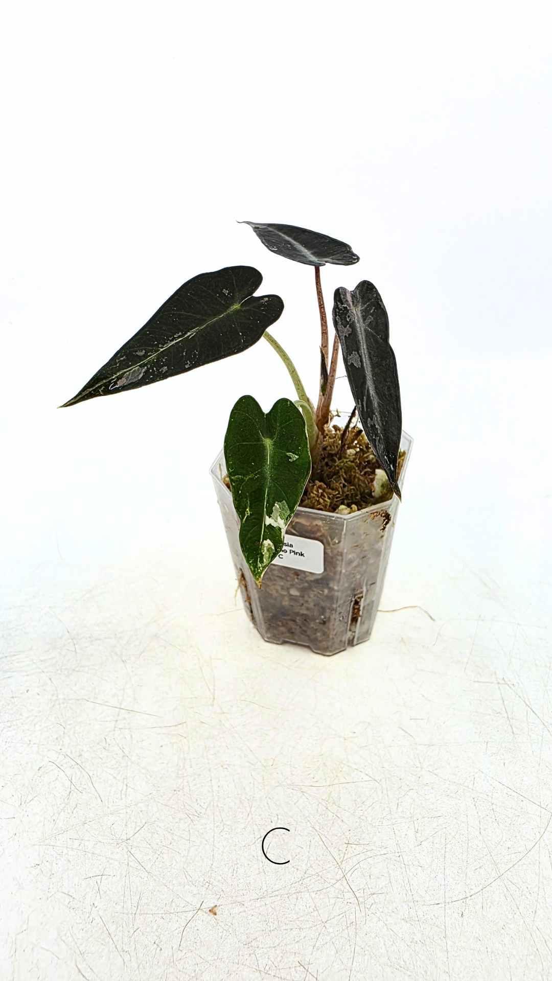 Rare indoor plant Alocasia Amazonica Bambino Pink TC plantlets available for sale at rare houseplant shop The Leaf Gallery in Perth, Western Australia