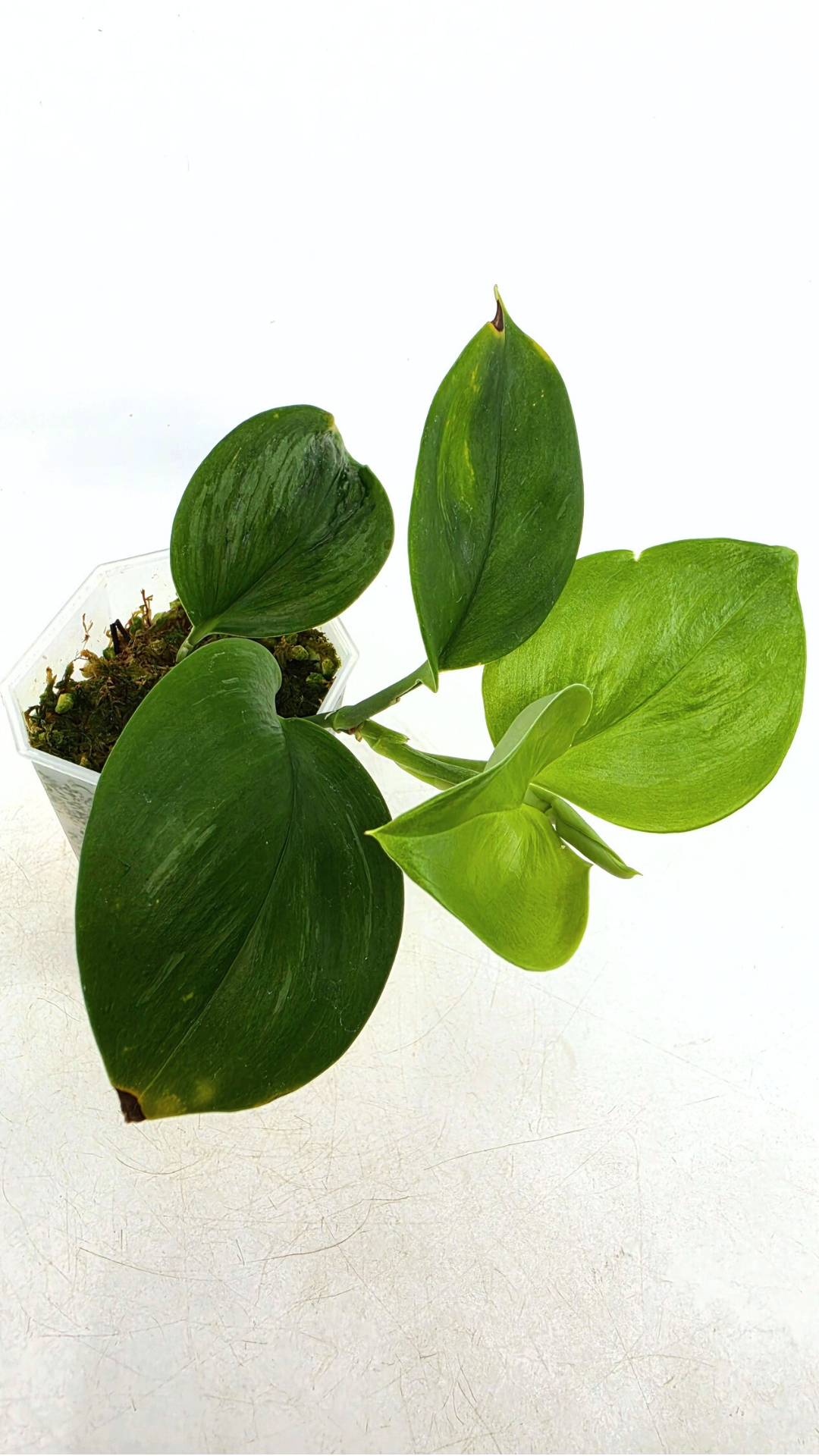 Rare indoor plant Scindapsus Treubii Moonlight available for sale at rare house plant shop The Leaf Gallery in Perth, Western Australia