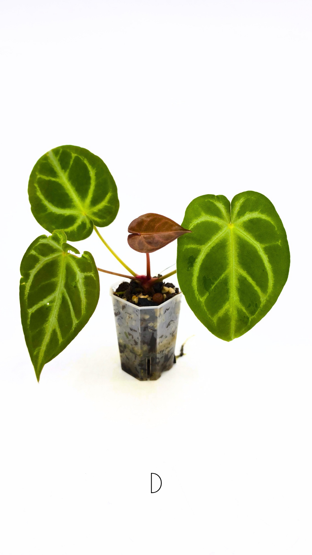 Rare indoor plant Anthurium Magnificum available for sale at rare house plant shop The Leaf Gallery in Perth, Western Australia