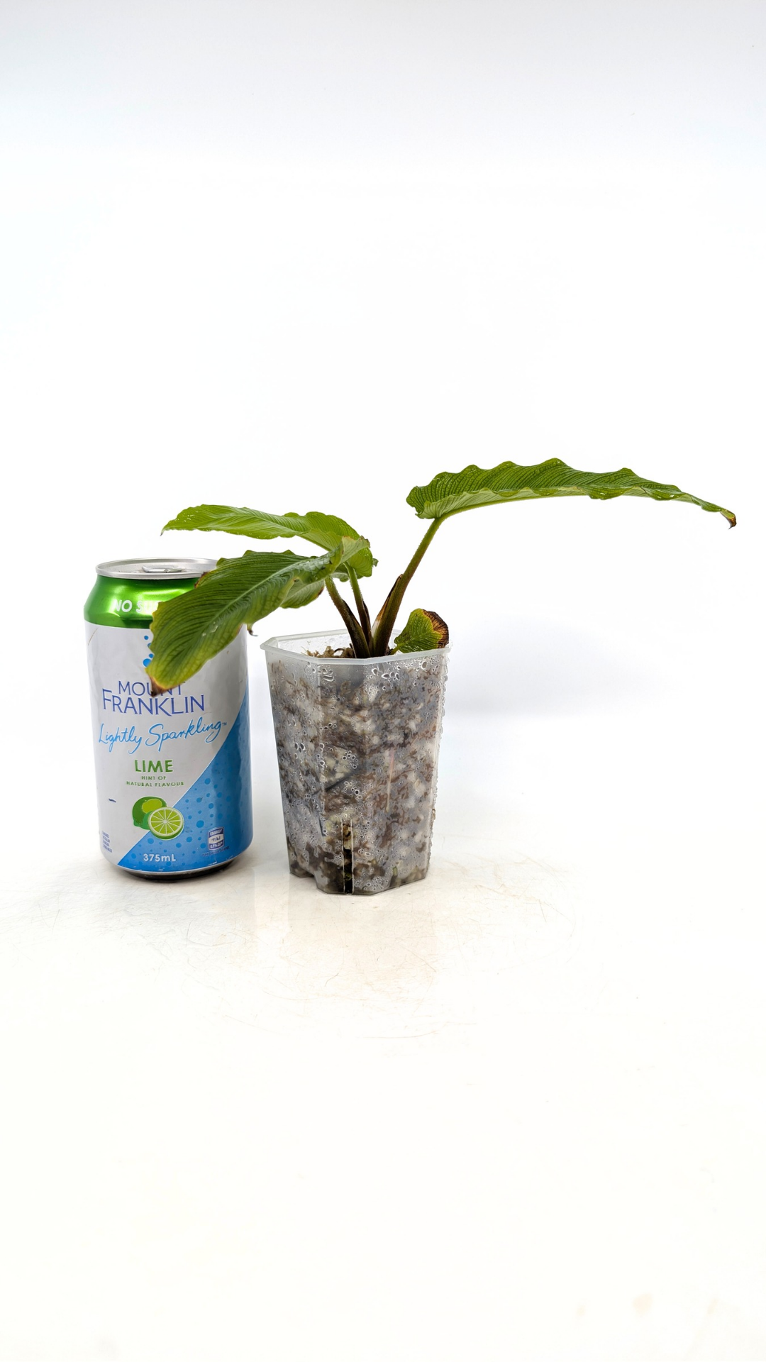 Rare indoor plant Adelonema Corrugada  available for sale at rare plant shop The Leaf Gallery in Perth, Western Australia