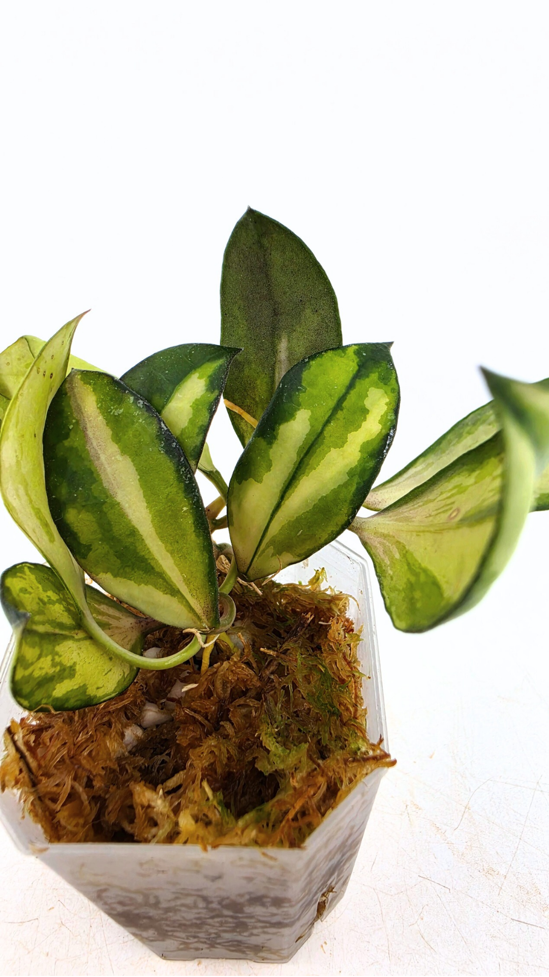 Rare hoya Walliniana Varigated available for sale at rare plant shop The Leaf Gallery in Perth, Western Australia