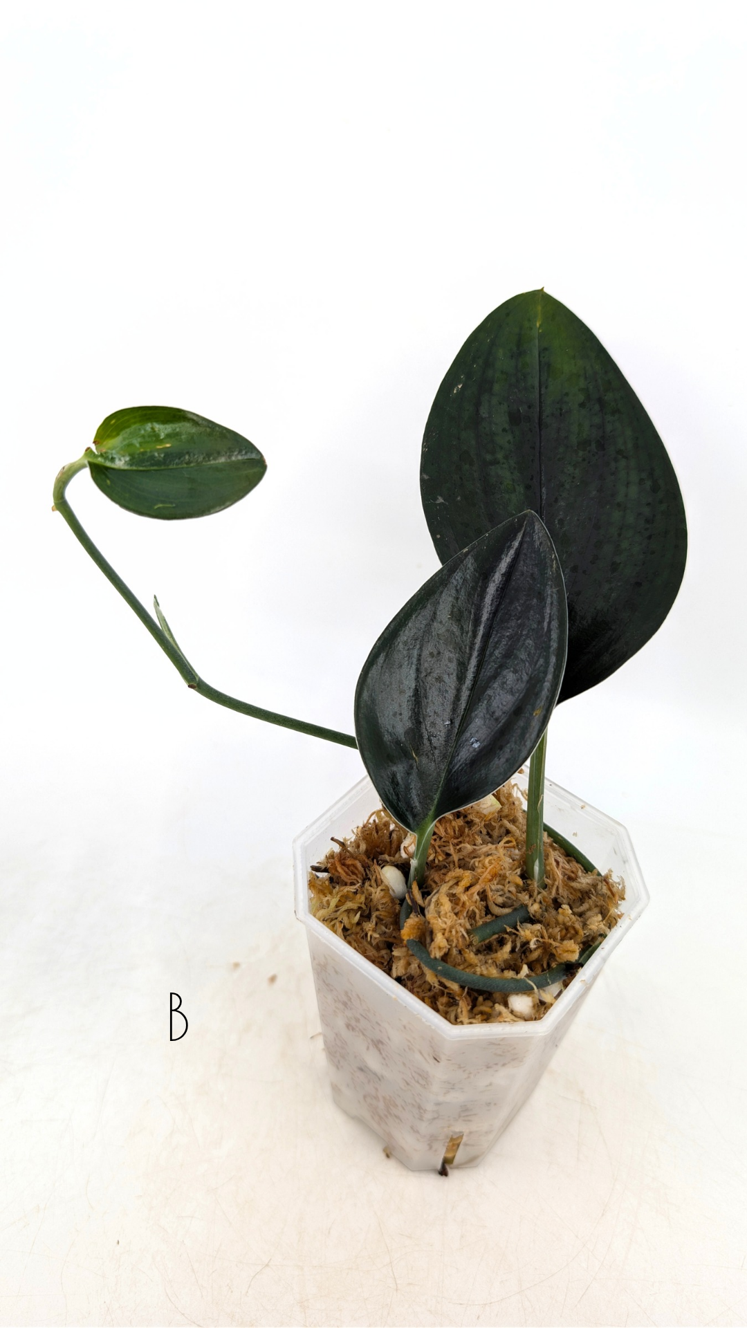 Rare Indoor House Plant Scindapsus Treubii Dark Form at rare plant shop The Leaf Gallery in Perth