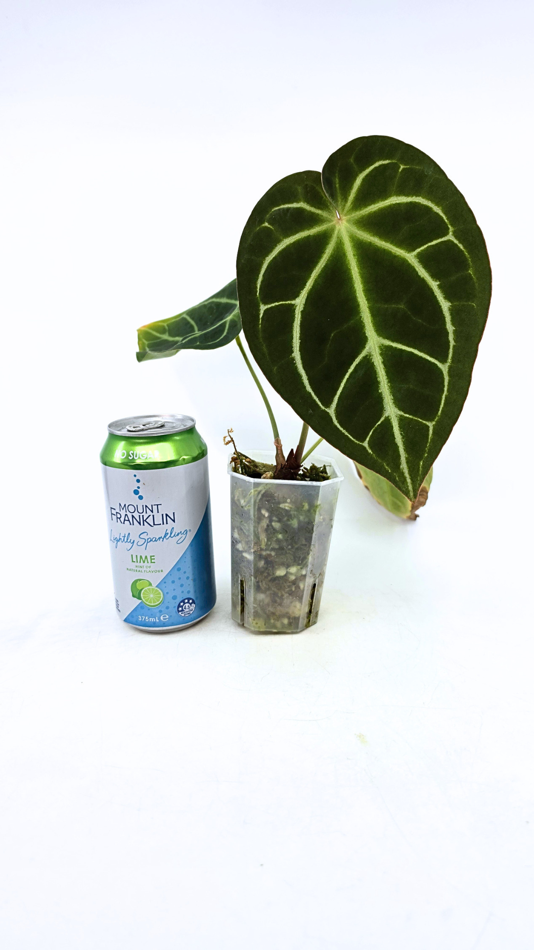 Rare indoor plant Anthurium Crystallinum X Magnificum available for sale at rare house plant shop the Leaf Gallery in Perth, Western Australia