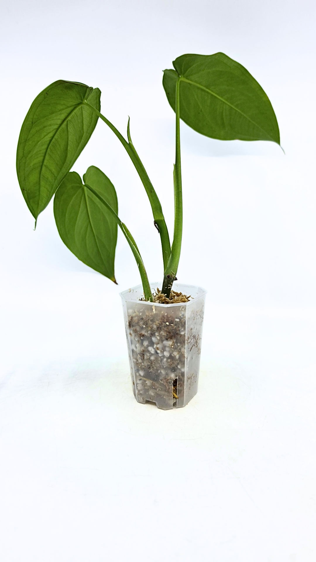 Rare indoor plant Syngonium Chiapense  available from rare houseplant shop The Leaf Gallery in Perth, Western Australia