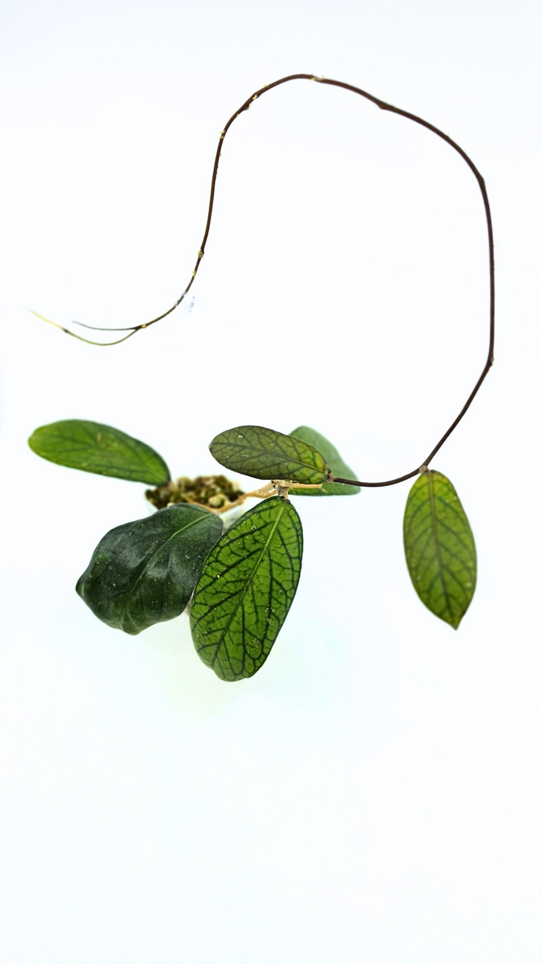 Rare waxplant Hoya Sp Tanggamus available for sale at rare indoor plant shop The Leaf Gallery in Perth, Western Australia