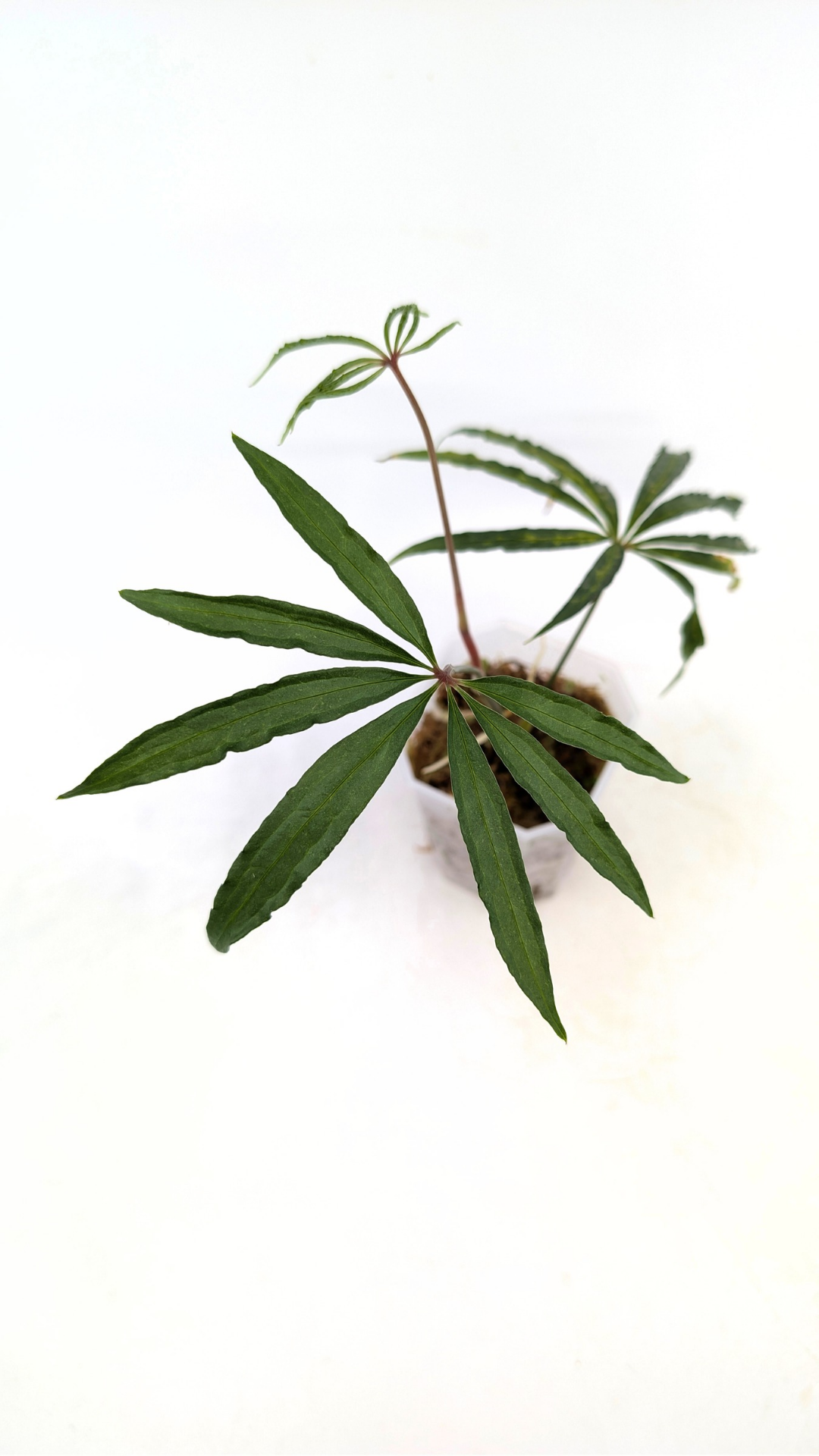 Hard to find vining house plant Anthurium Polystictum available for sale at rare plant shop The Leaf Gallery in Perth, Western Australia.