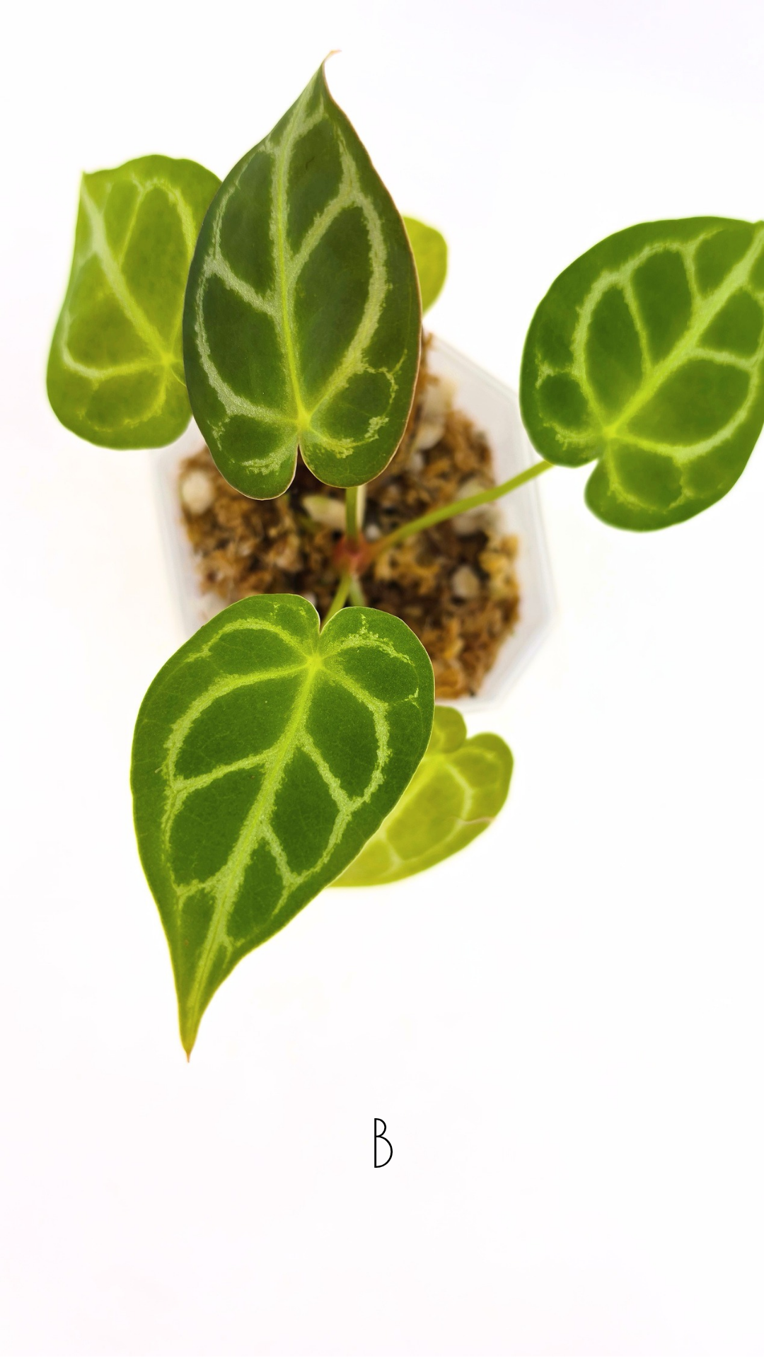 Rare anthurium hybrid Dark Forgetii cross with Anthurium Silver blush available for sale at rare plant shop The Leaf Gallery in Perth, Western Australia