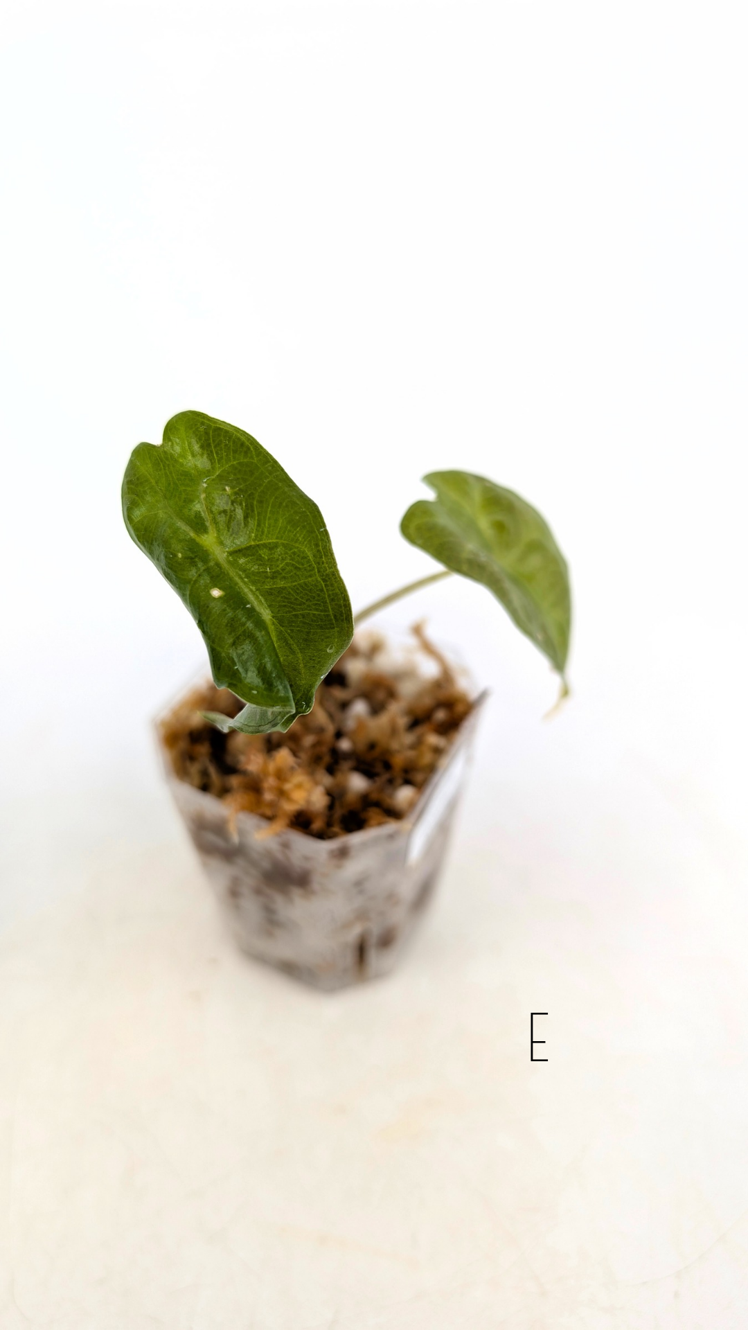 Rare indoor plant Alocasia Venom available for sale at rare house plant shop The Leaf Gallery in Perth, Western Australia.