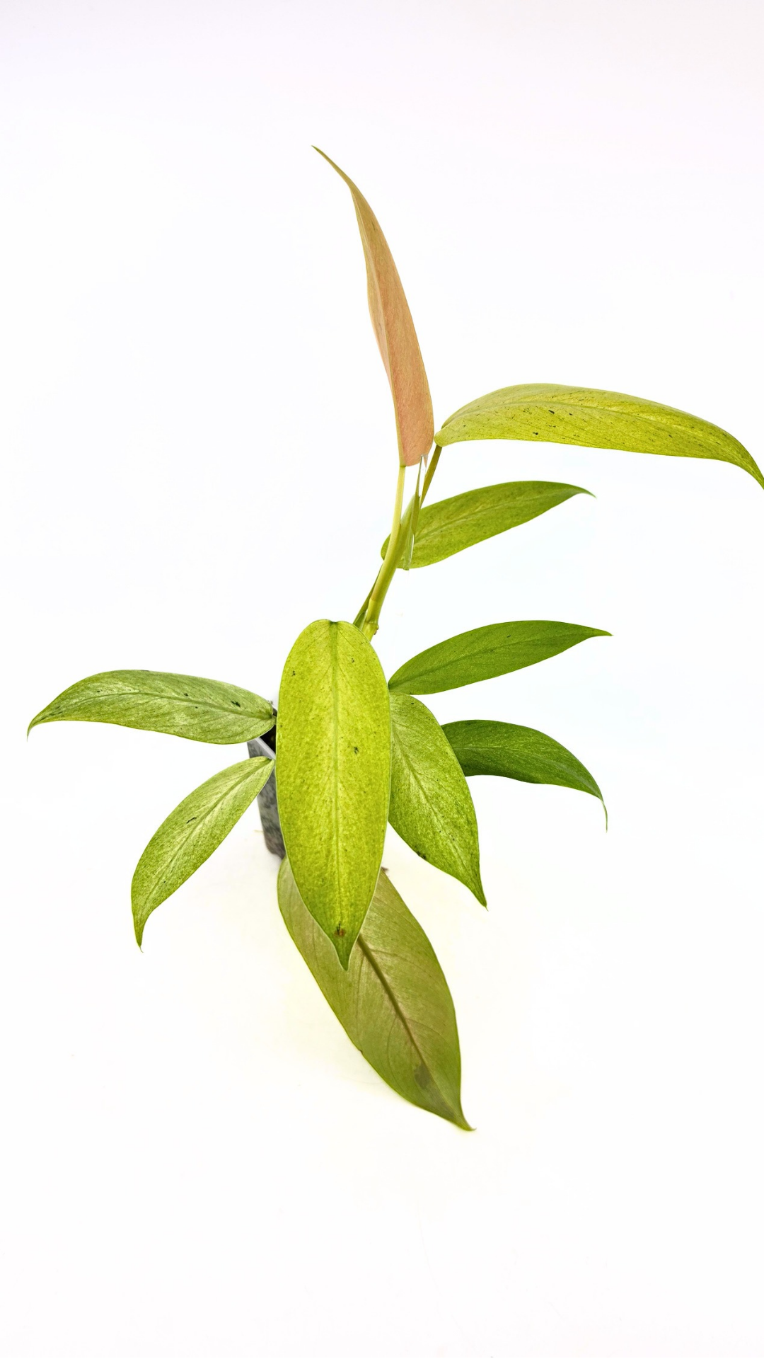 Rare indoor plant Philodendron Whipple Way available for sale at rare plant shop The Leaf Gallery in Perth, Western Australia