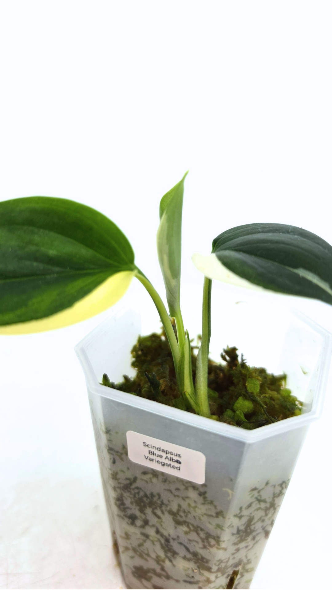 Rare plant Scindapsus Blue Albo Varigated available at rare plant shop The Leaf Gallery in Perth, Western Australia