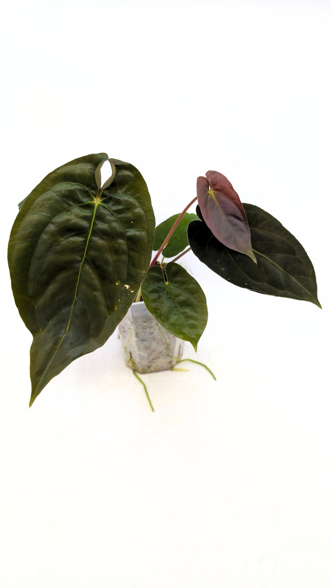 Rare indoor plant Anthurium Papillilaminum pure clone available from rare house plant shop The Leaf Gallery in Perth, Western Australia