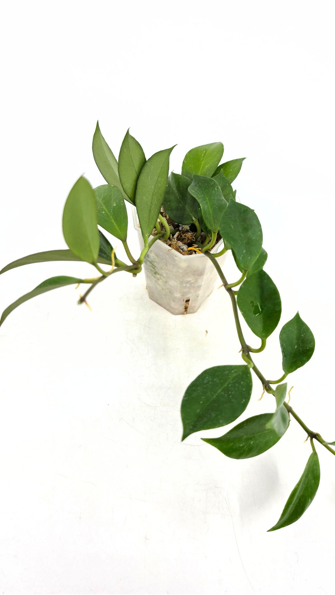 Rare waxplant Hoya Sunrise available at rare plant shop The Leaf Gallery in Perth Western Australia