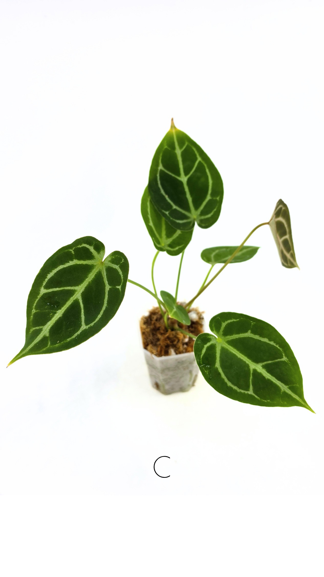 Rare anthurium hybrid Anthurium Dark Forgetii x Bessae Aff X Anthurium Michelle by The Leaf Gallery in Perth, Western Australia