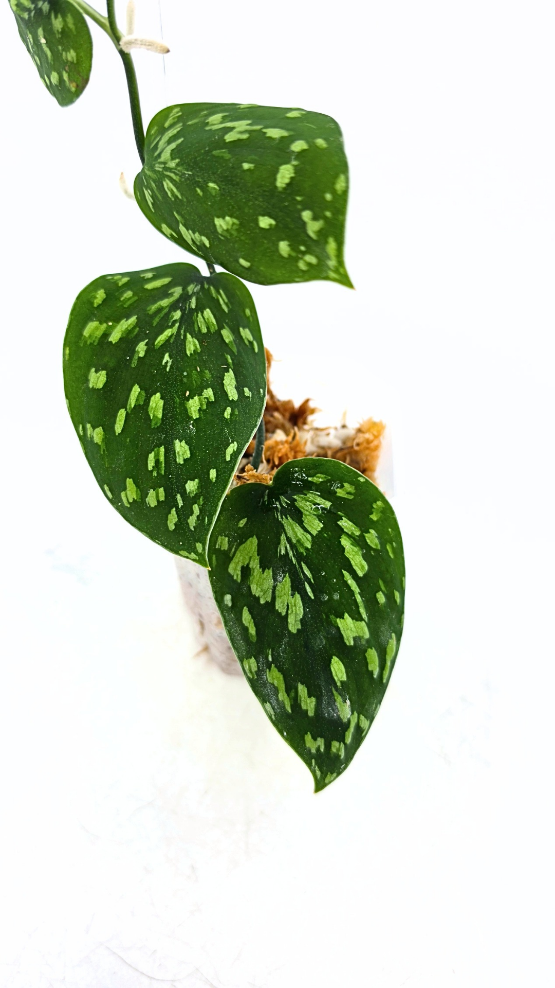 Rare indoor plant Scindapsus Pictus Haask Snake Scale Available for sale at rare plant shop The Leaf Gallery in Perth, Western Australia