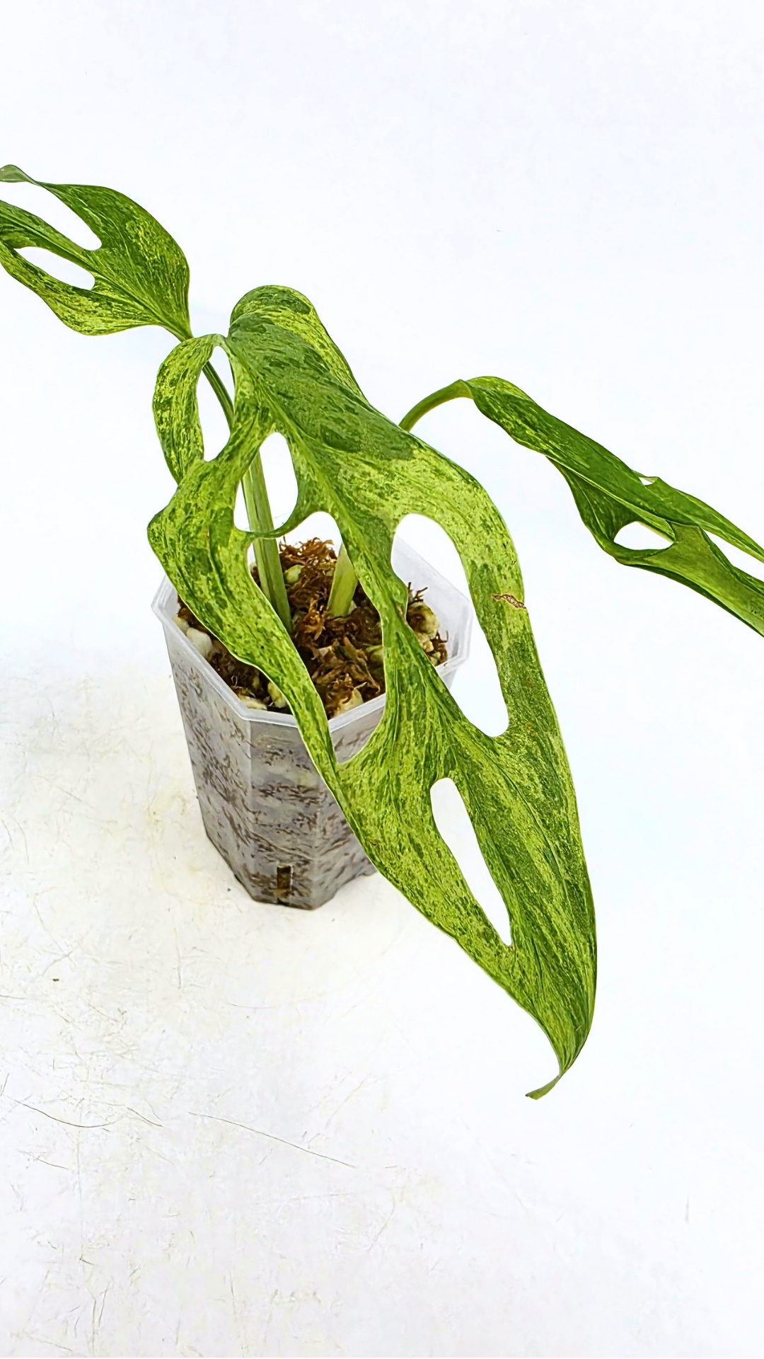 Rare indoor house plant Monstera Adansonii Mottled Mint Varigation available for sale at rare plant shop The Leaf Gallery in Perth, Western Australia