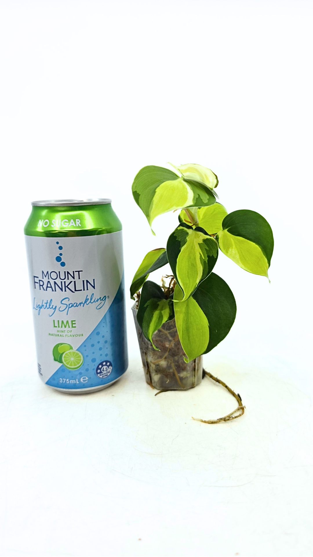 Rare indoor plant Philodendron Cream Splash available at rare plant shop The Leaf Gallery in Perth, Western Australia