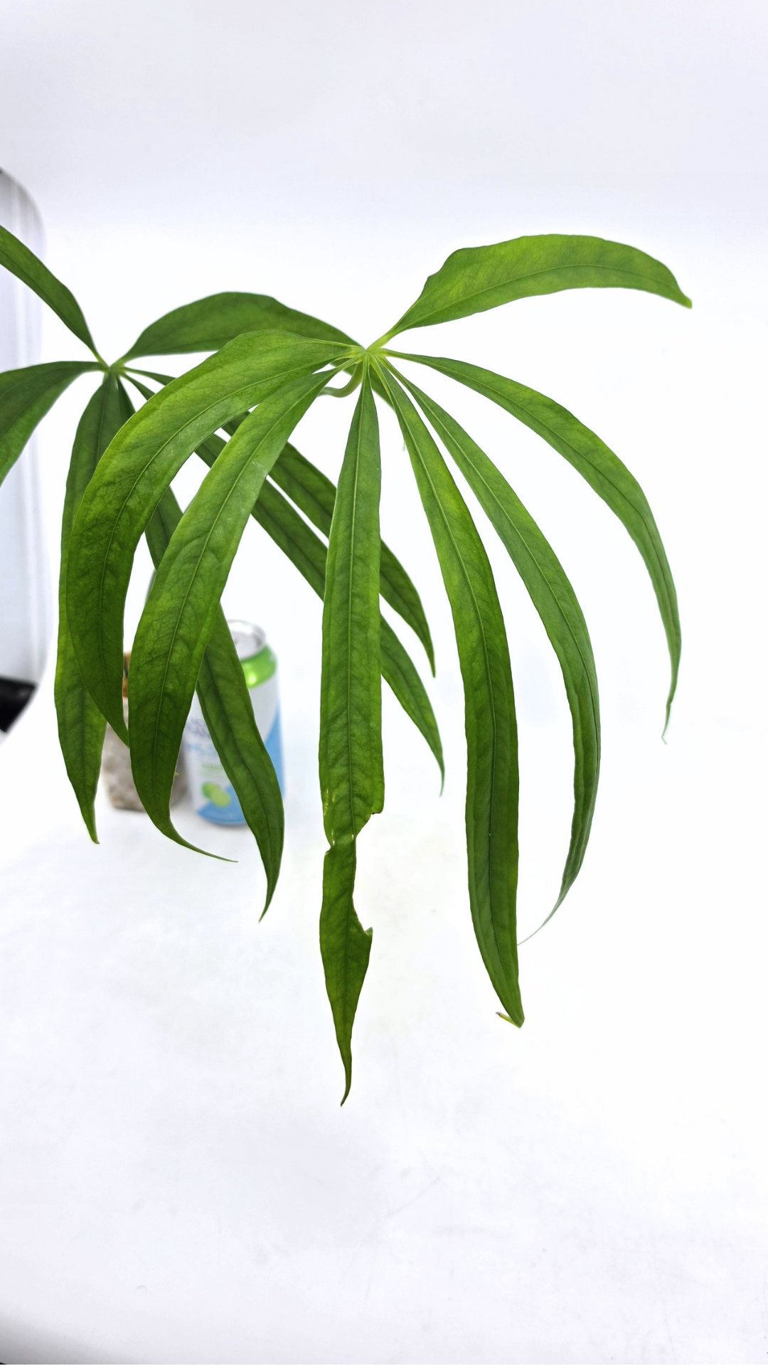 Hard to find house plant Anthurium Polydactylum available for sale at rare plant shop The Leaf Gallery in Perth, Western Australia.