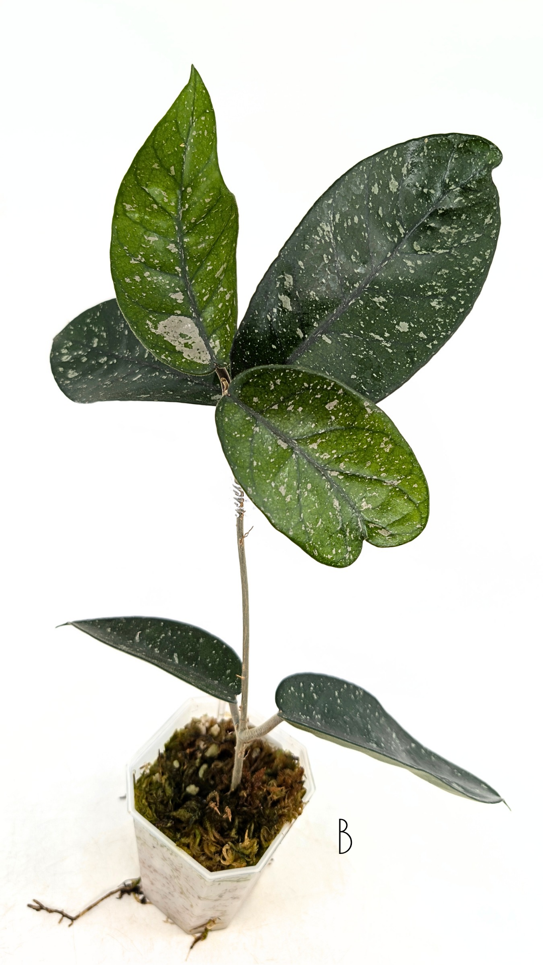 Rare waxplant Hoya Starry Night available for sale at The Leaf Gallery in Perth, Western Australia