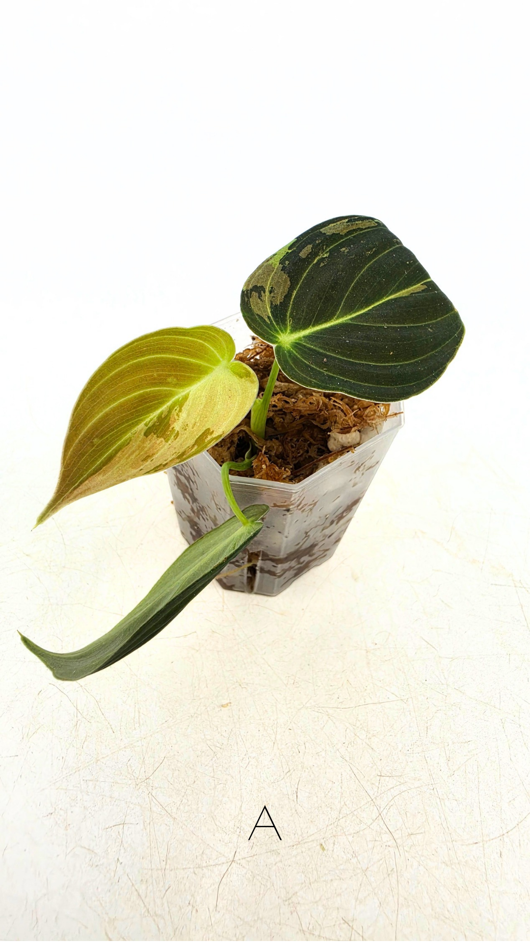 Rare plant Philodendron Melanochrysum Varigated available for sale at rare plant shop The Leaf Gallery in Perth, Western Australia