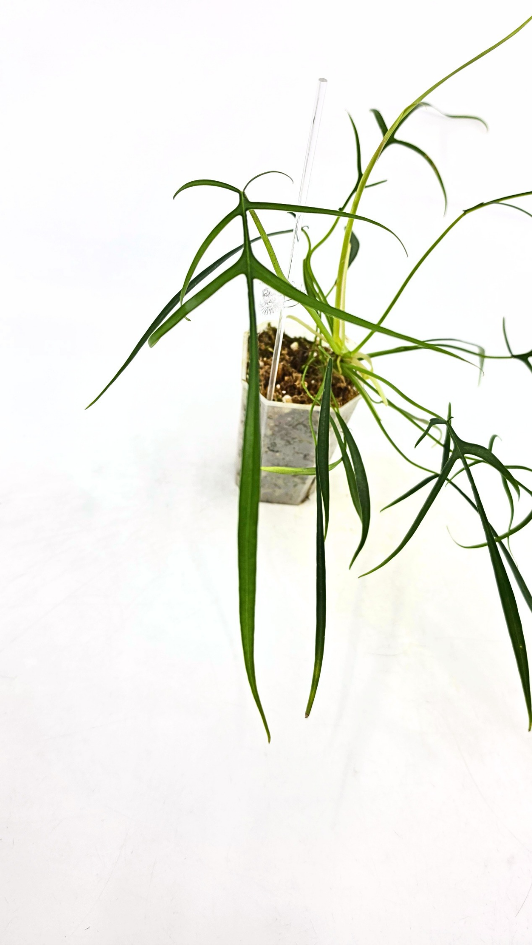 Rare indoor plant Philodendron Polypodioides available for sale at rare house plant shop The Leaf Gallery in Perth, Western Australia