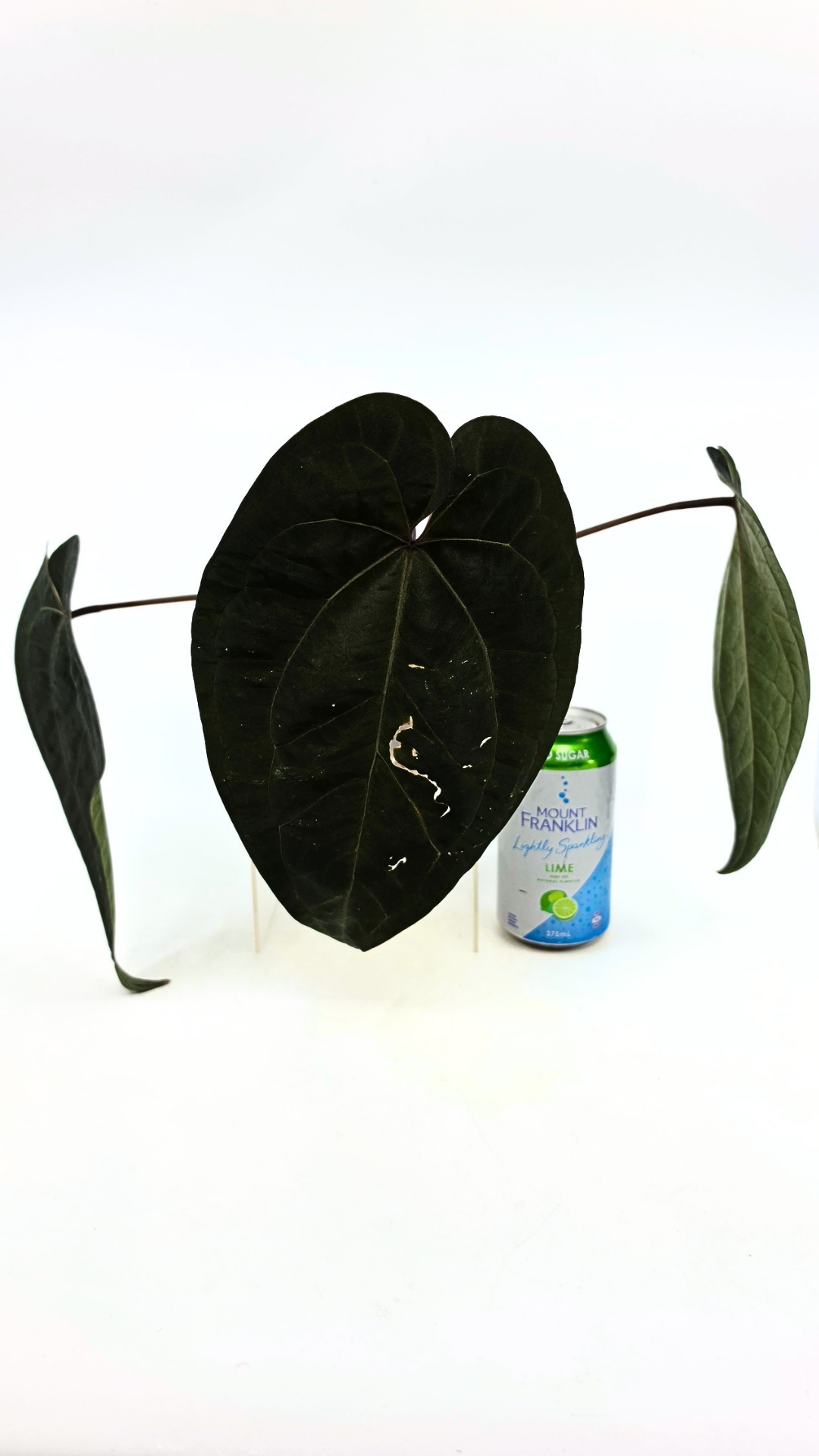 Rare indoor plant Anthurium Ace of Spades Dark Form available for sale at rare house plant shop The Leaf Gallery in Perth, Western Australia