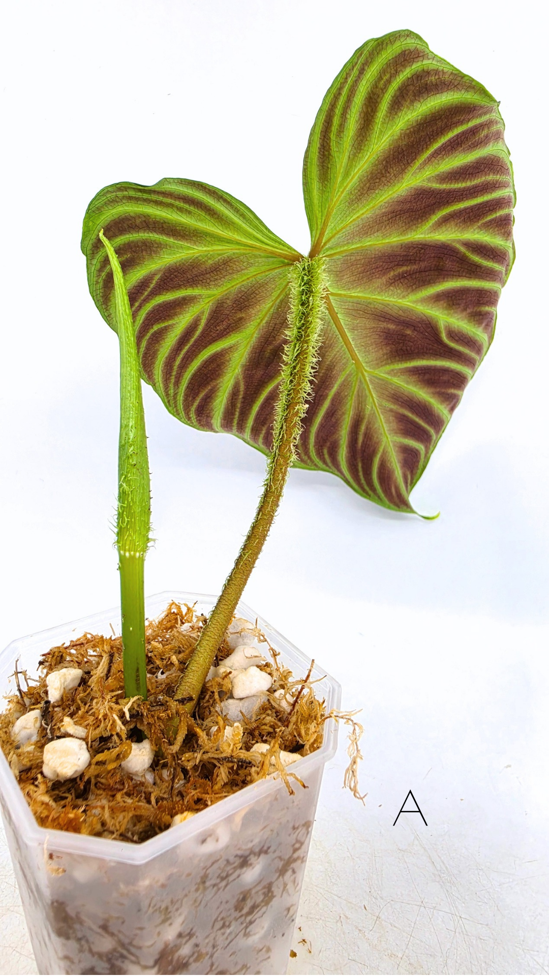Uncommon indoor plant Philodendron Verrucusom available for sale at rare house plant shop The Leaf Gallery in Perth, Western Australia