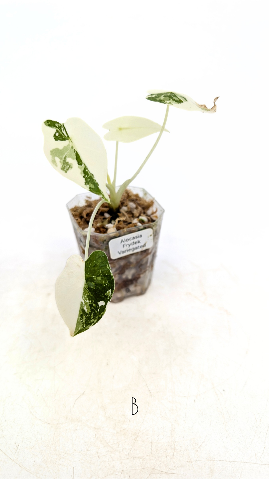 Rare indoor plant Alocasia Frydek Variegated available for sale at rare house plant shop The Leaf Gallery in Perth, Western Australia