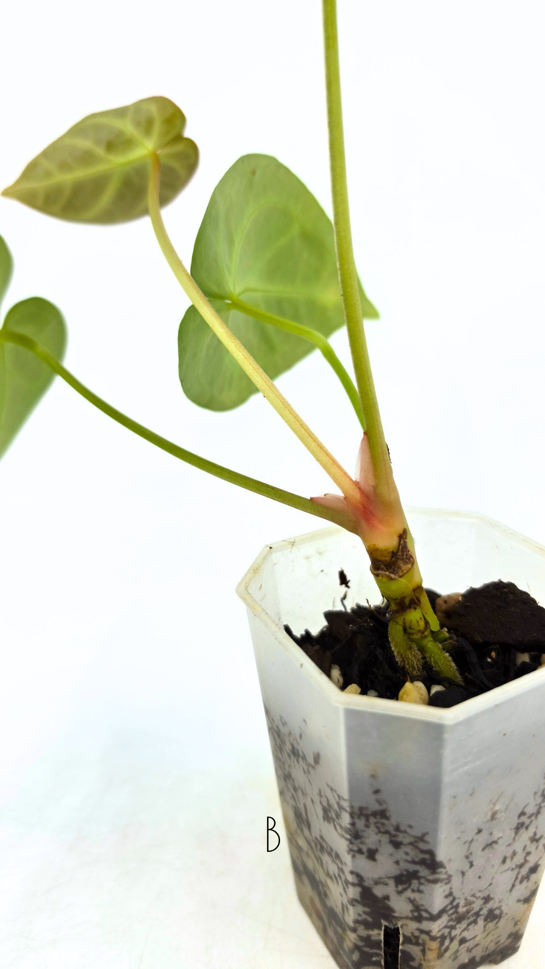 Rare indoor plant Anthurium Magnificum available for sale at rare house plant shop The Leaf Gallery in Perth, Western Australia