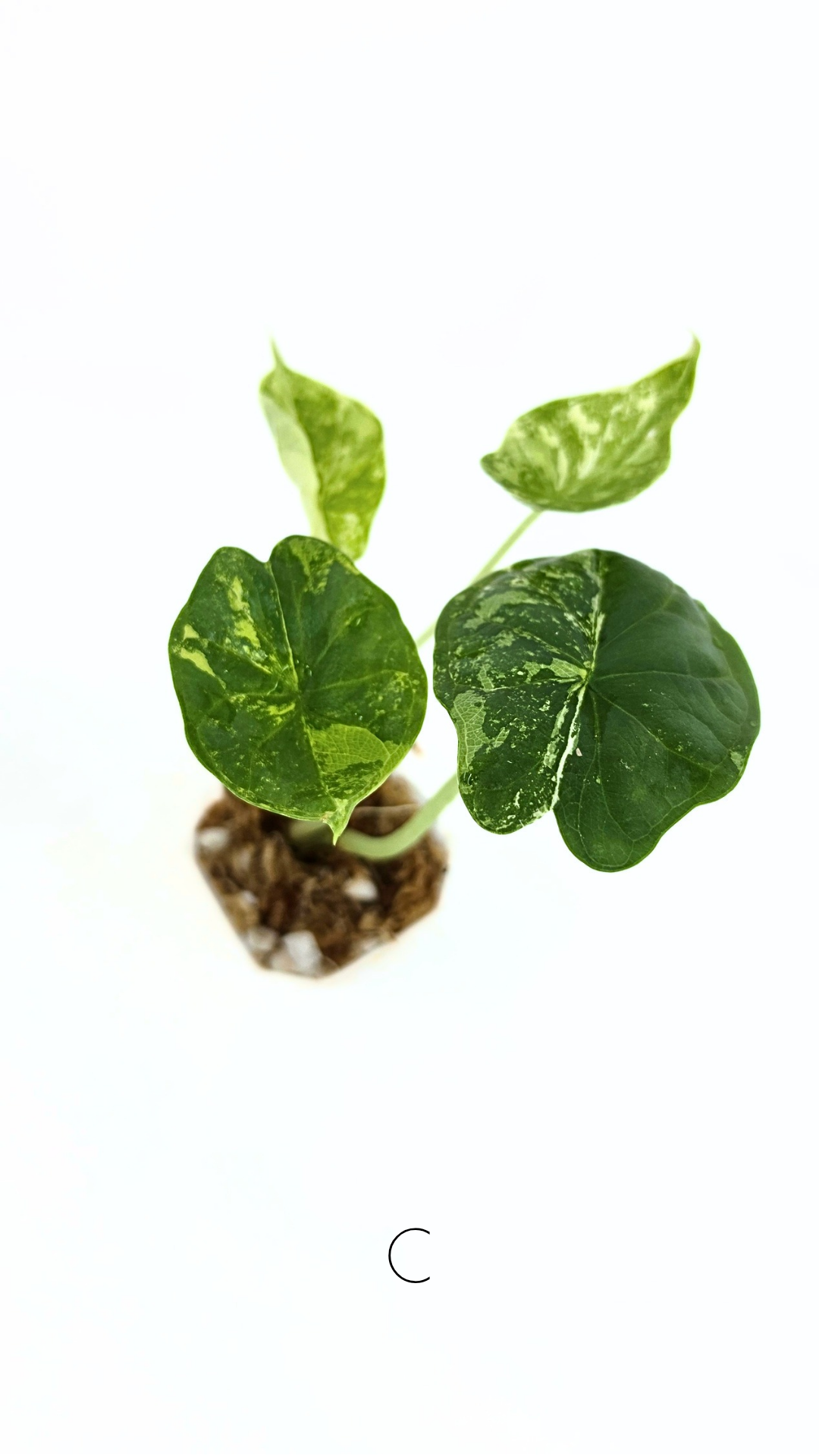 Sought after indoor plant Alocasia Dragon Scale Variegated available for sale at rare house plant shop The Leaf Gallery in Perth, Western Australia
