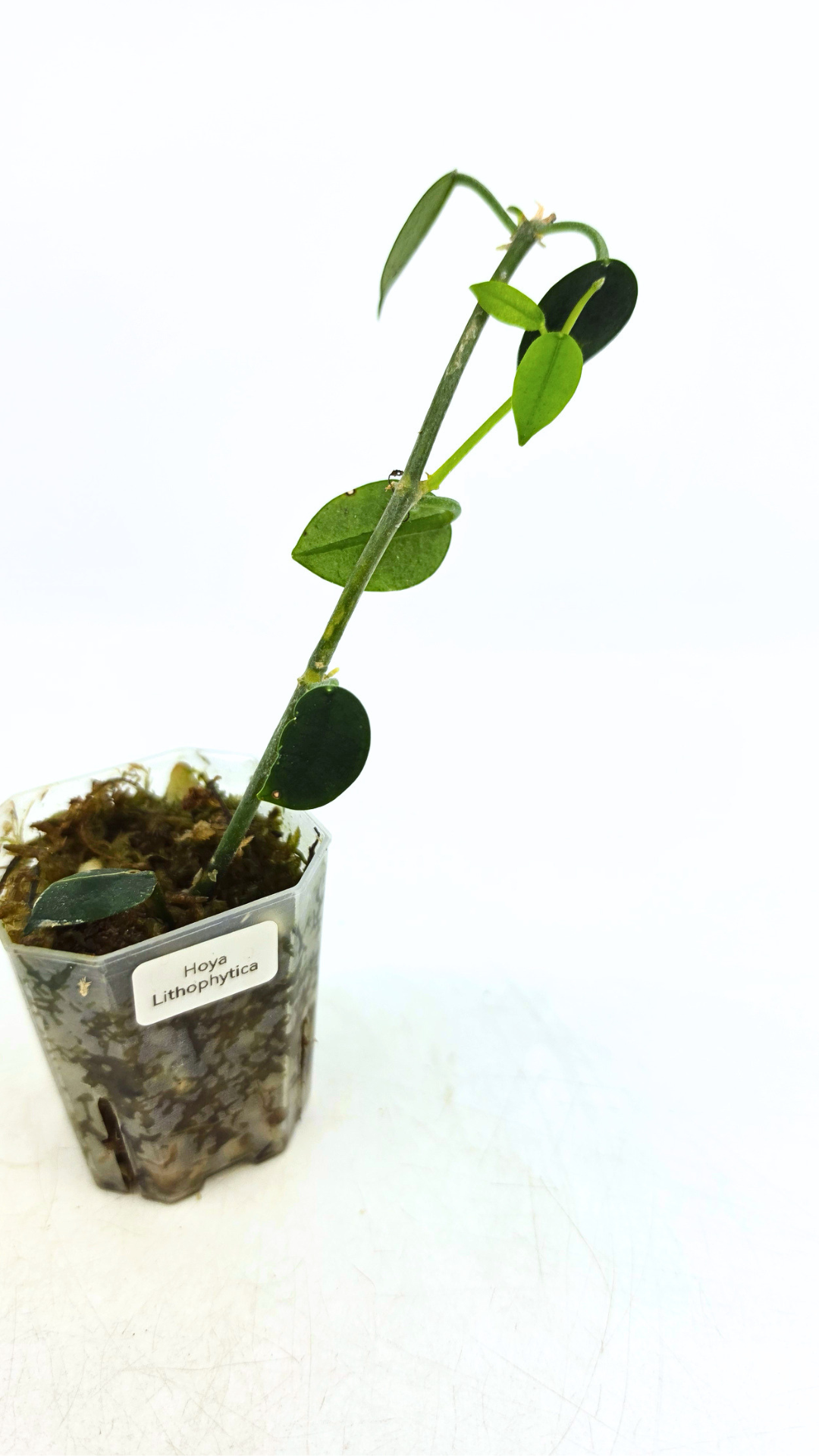 Rare waxplant Hoya Lithophytica available for sale at rare indoor plant shop The Leaf Gallery in Perth, Western Australia