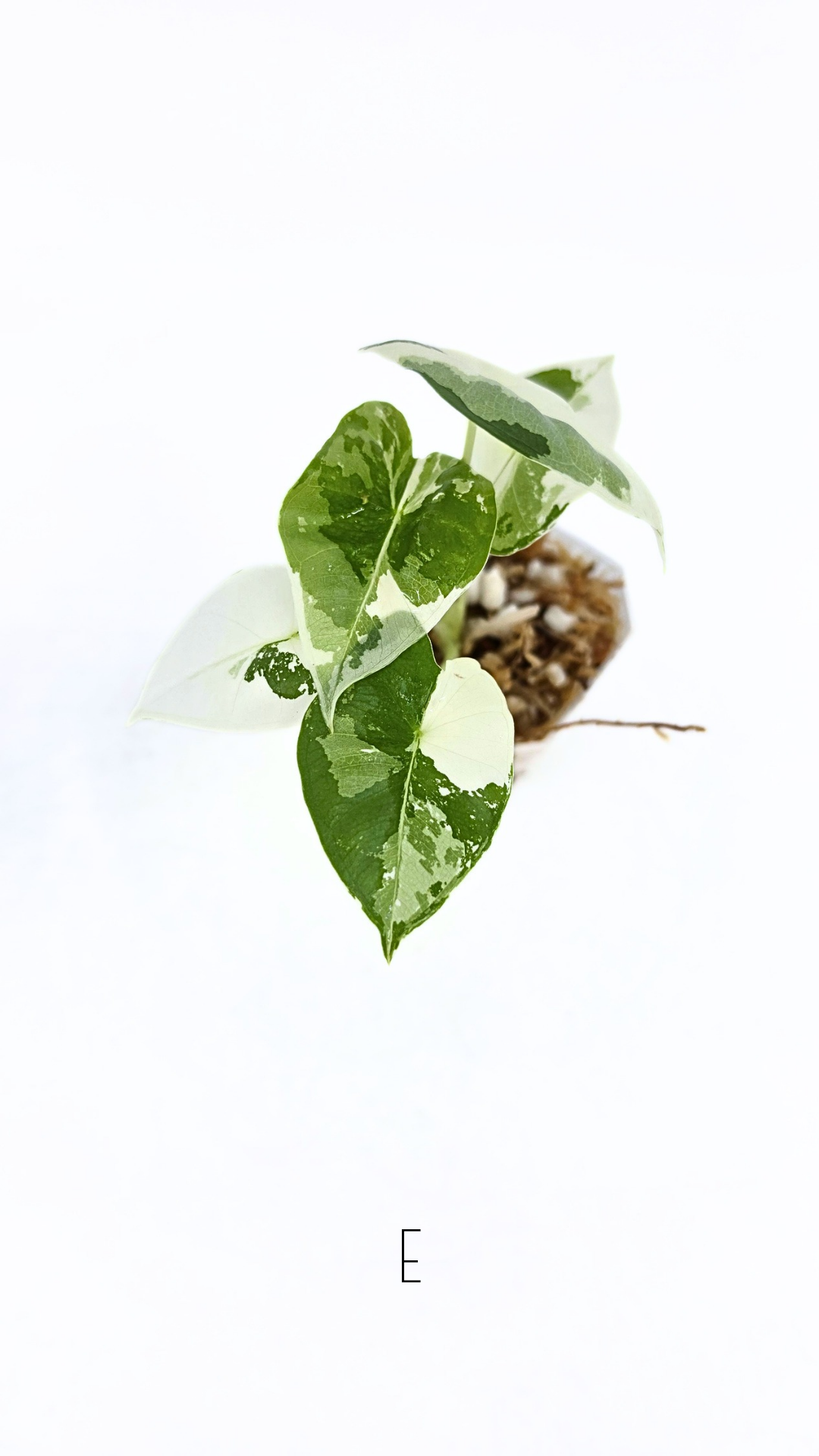 Rare indoor plant Alocasia Frydek Variegated available for sale at rare house plant shop The Leaf Gallery in Perth, Western Australia