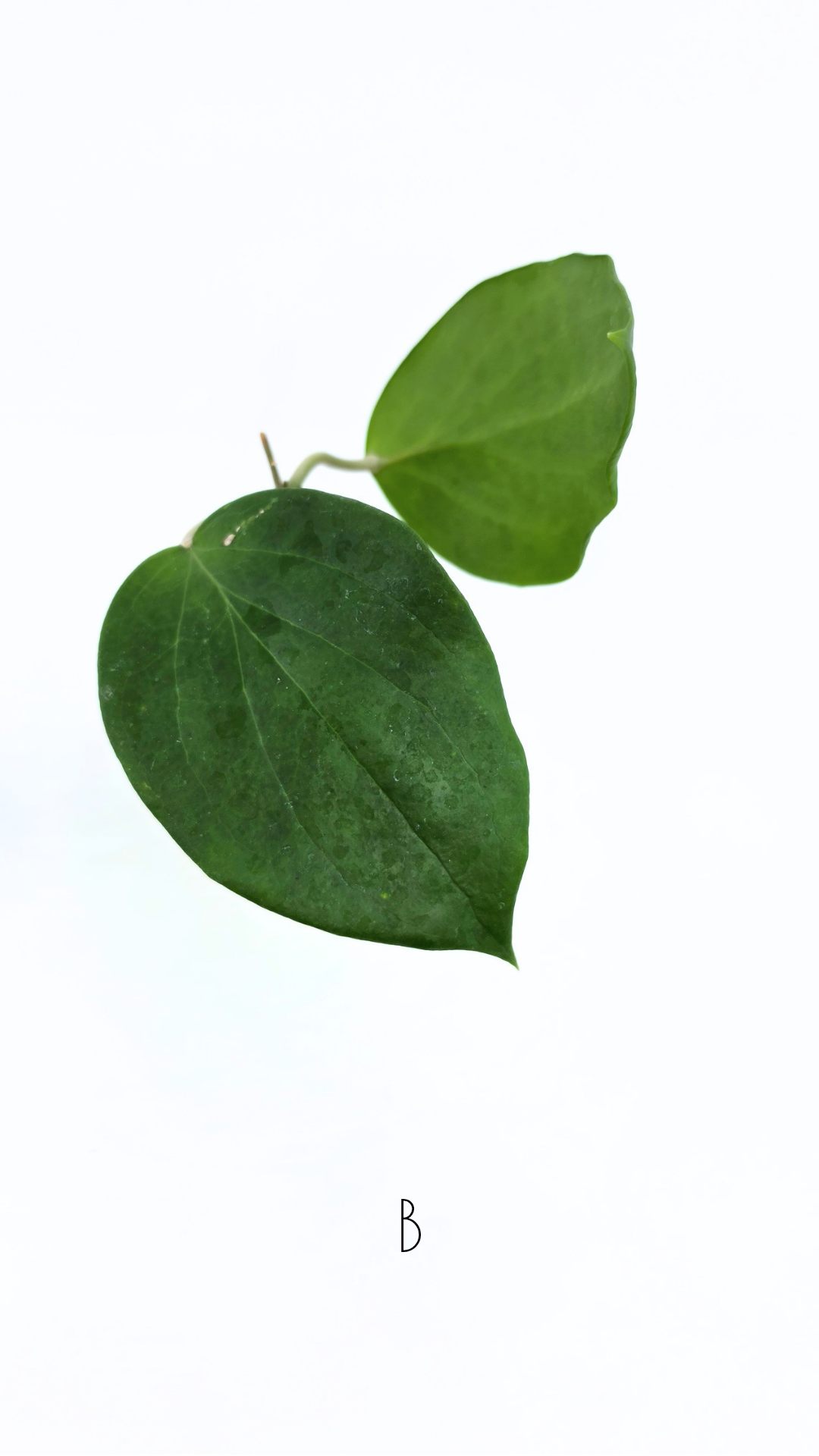 Rare waxplant Hoya Pentaphlebia available for sale at rare indoor plant shop The Leaf Gallery in Perth, Western Australia