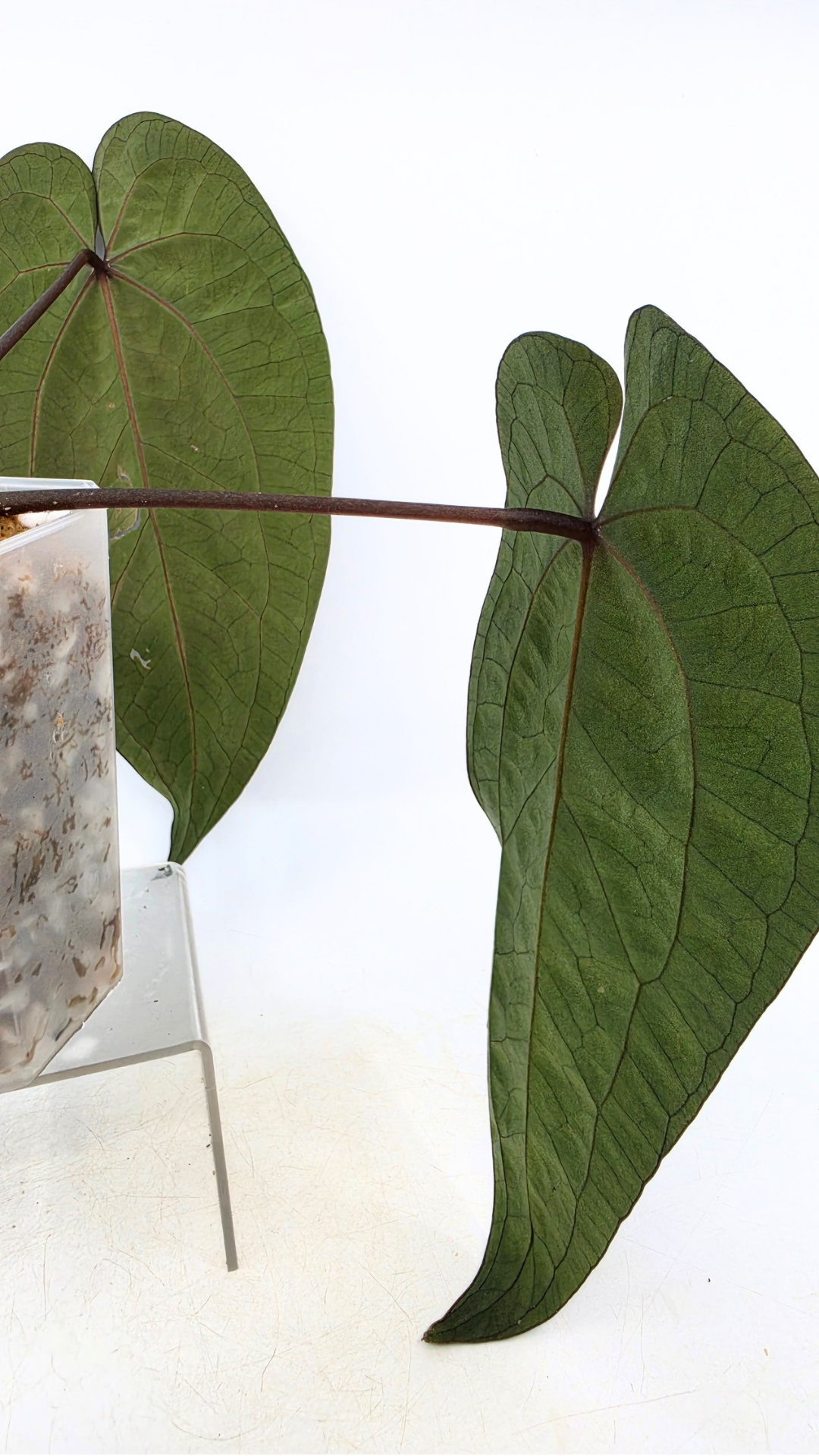 Rare indoor plant Anthurium Ace of Spades Dark Form available for sale at rare house plant shop The Leaf Gallery in Perth, Western Australia