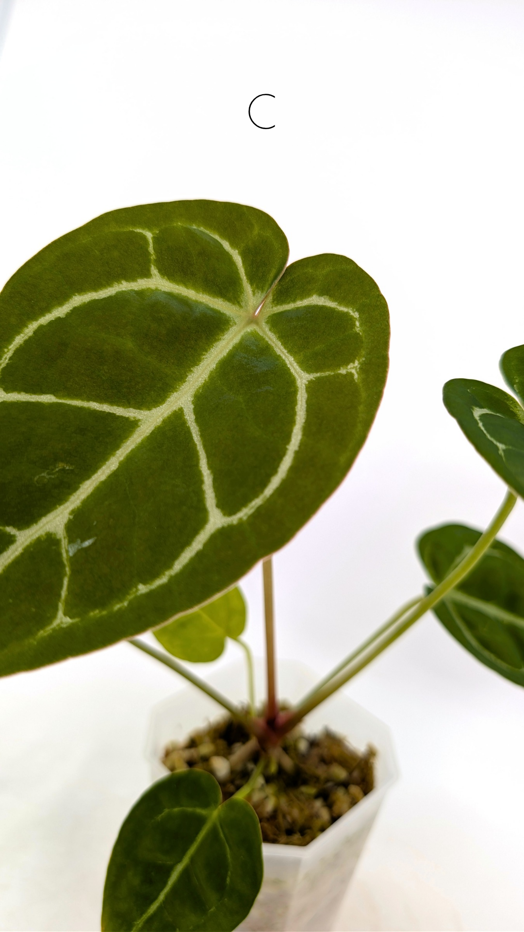 Rare anthurium hybrid Anthurium Dark Forgetii x Bessae Aff X Anthurium Michelle by The Leaf Gallery in Perth, Western Australia