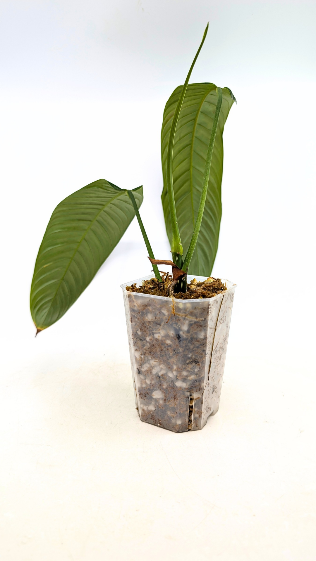 Rare Indoor Plant Philodendron Heterocraspedon for sale at rare plant shop The Leaf Gallery in Perth, Western Australia