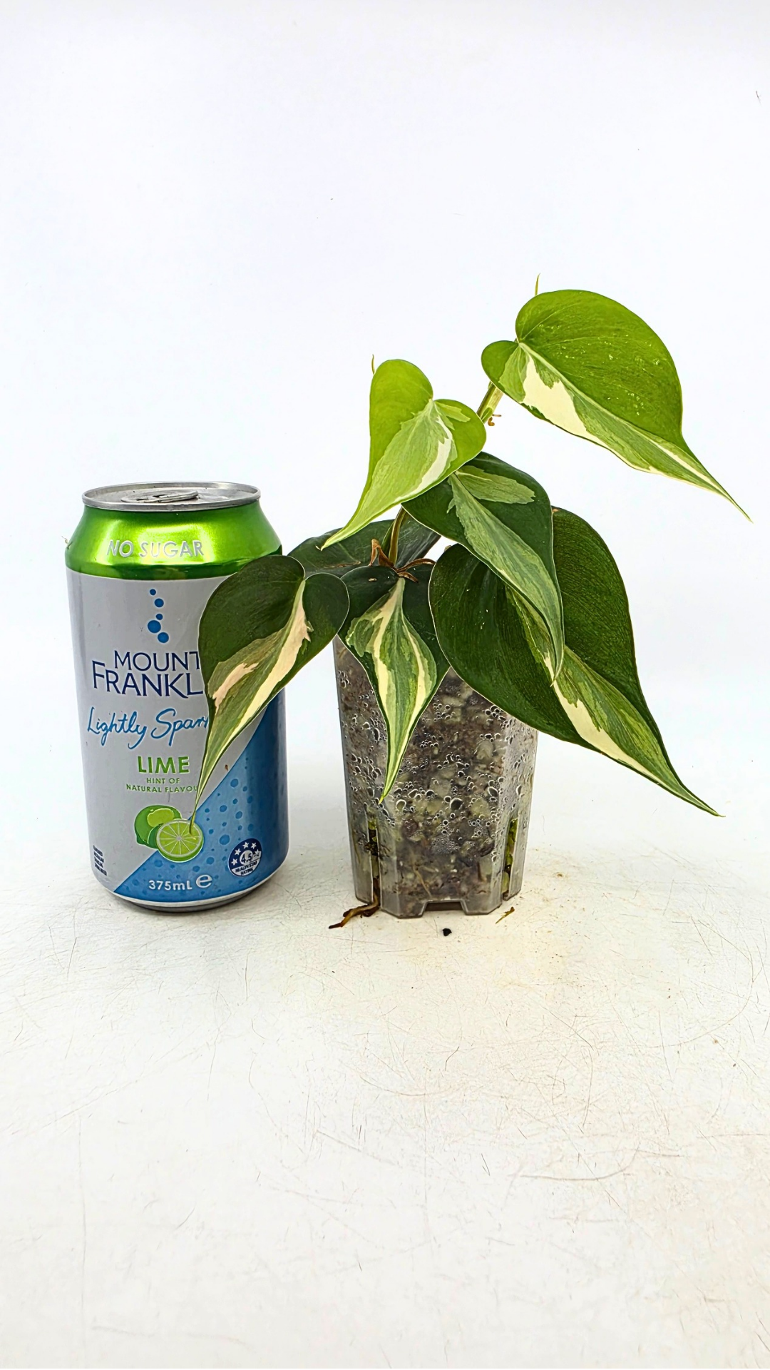 Rare indoor plant Philodendron Rio available at rare plant shop The Leaf Gallery in Perth, Western Australia.