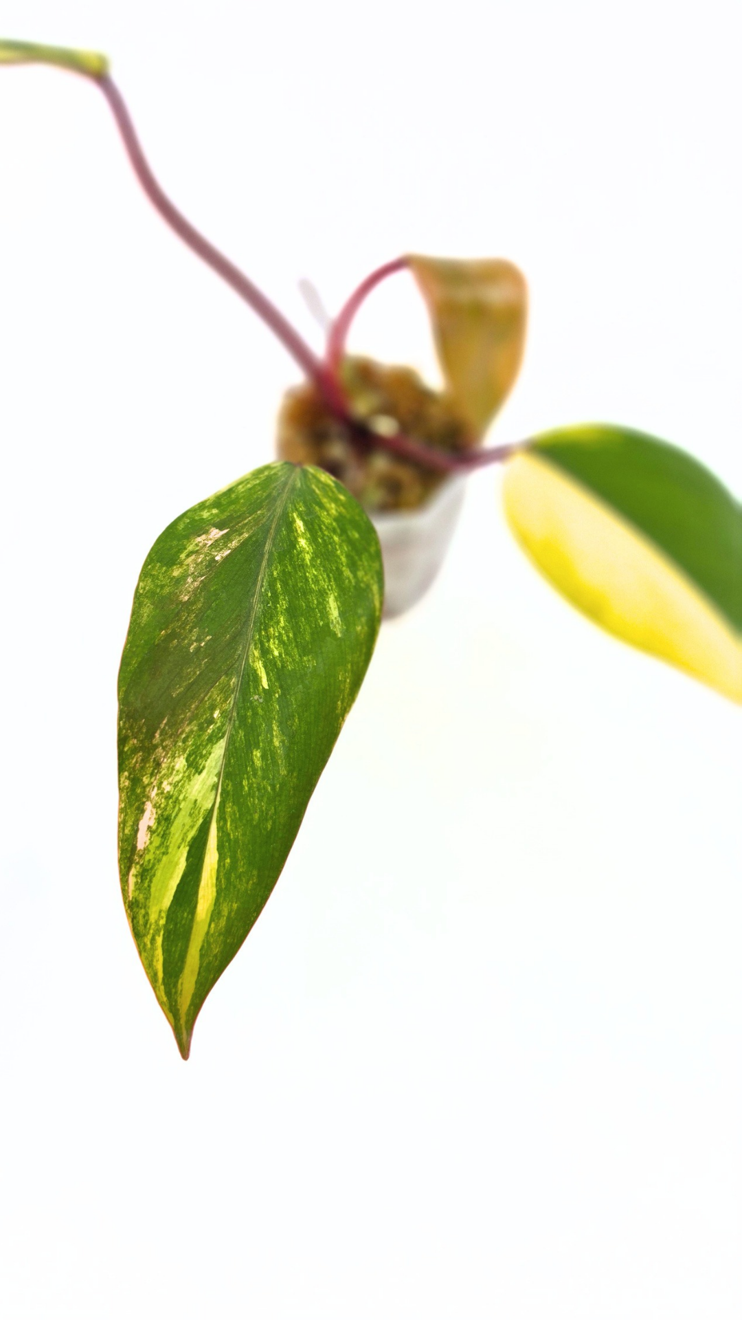 Rare indoor plant Philodendron Strawberry Shake grown and propagated by rare plant shop The Leaf Gallery in Perth, Western Australia