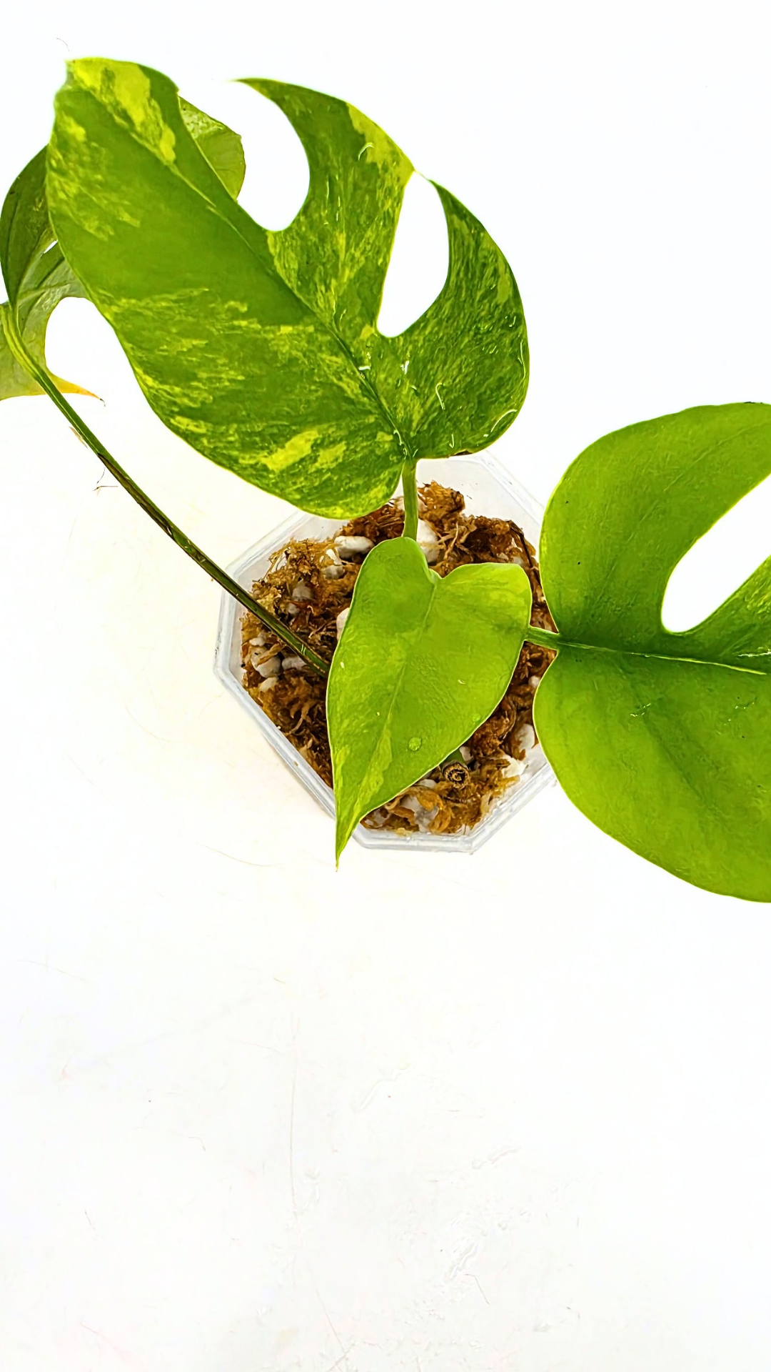 Rare indoor plant Raphidophora Tetrasperma Aurea for sale by rare plant shop The Leaf Gallery in Perth