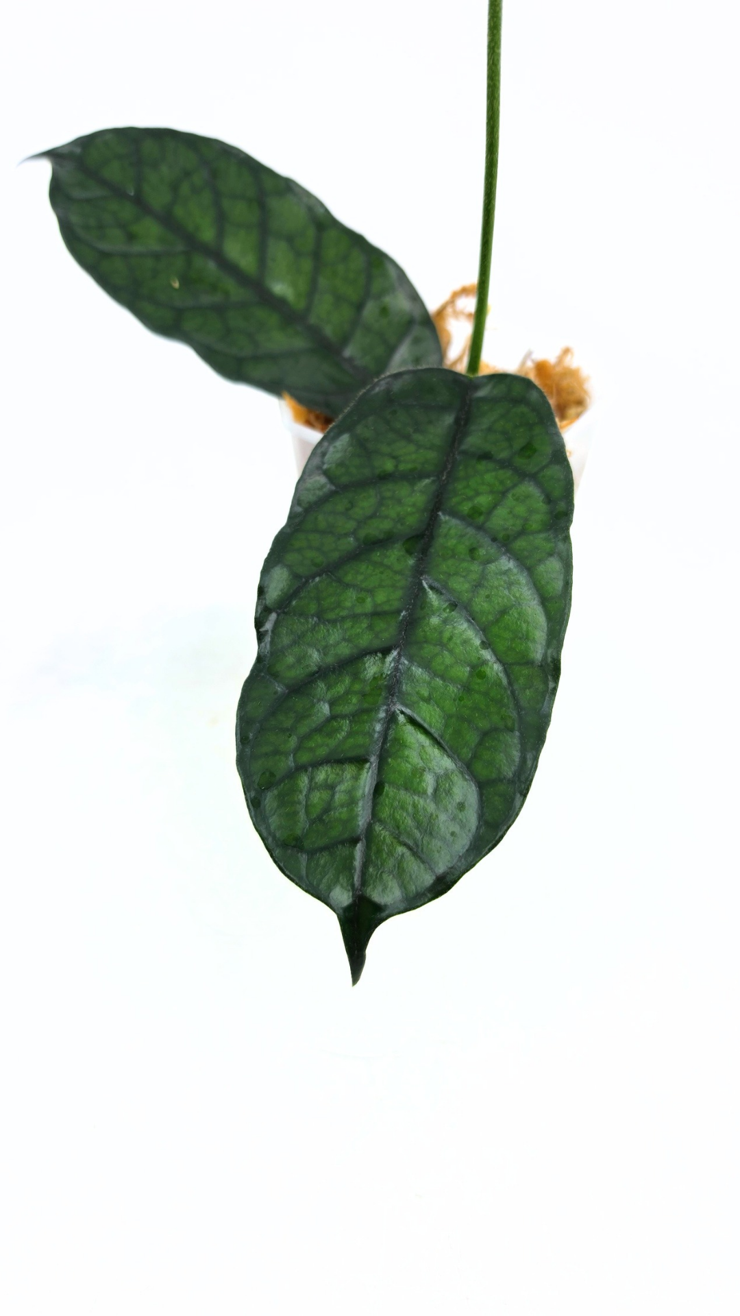 Rare waxplant Hoya Globulosa Cao Bang available for sale at rare plant shop The Leaf Gallery in Perth, Western Australia
