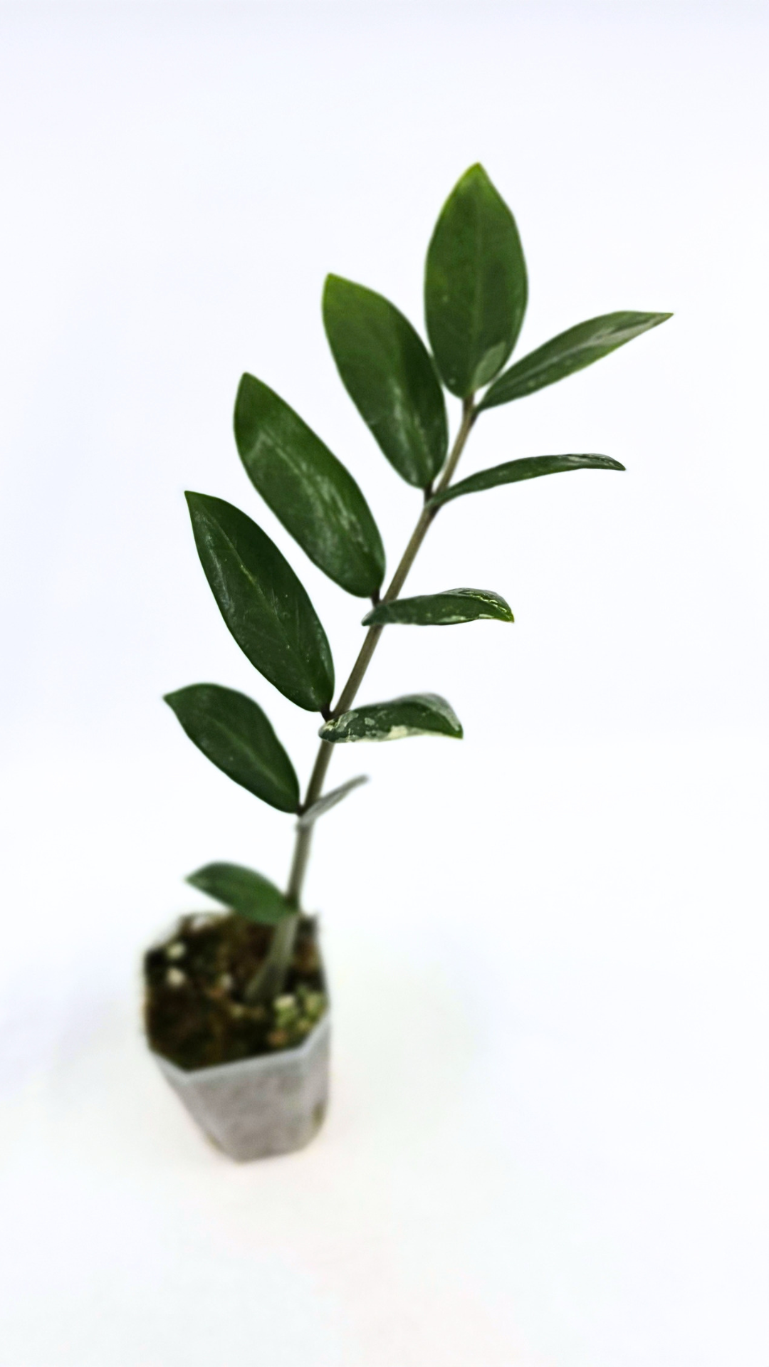 Rare indoor plant Zamioculcas Zamiifolia (ZZ plant) Variegated available for sale at rare house plant shop The Leaf Gallery in Perth, Western Australia