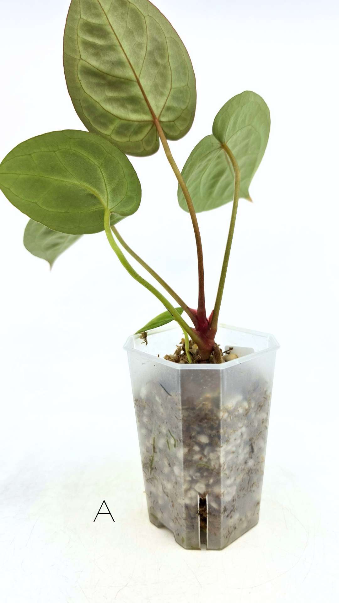 Rare anthurium hybrid Anthurium red dorayaki mutation with Anthurium Michelle by The Leaf Gallery in Perth, Western Australia