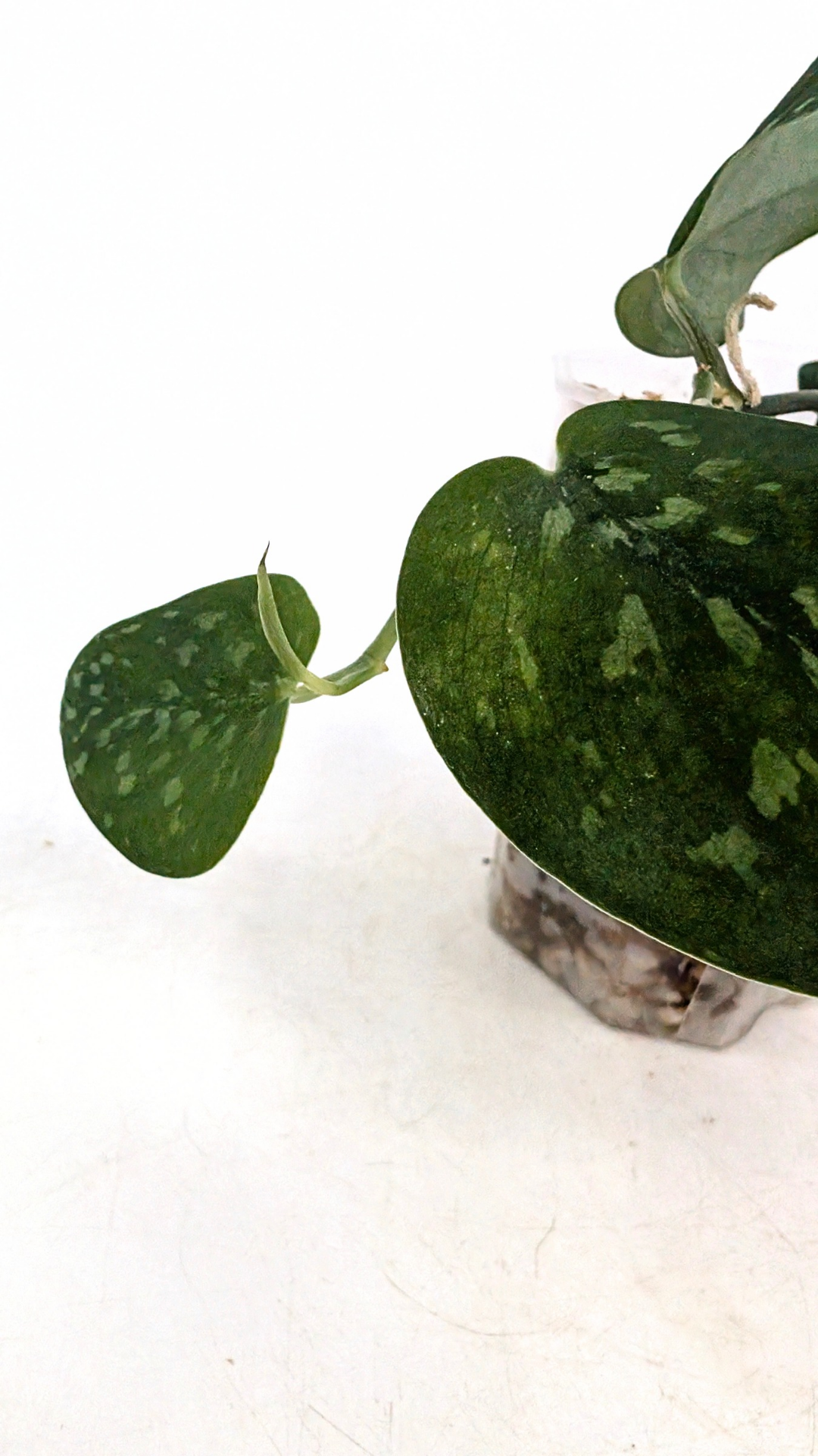 Rare indoor plant Scindapsus Pictus Haask Snake Scale Available for sale at rare plant shop The Leaf Gallery in Perth, Western Australia