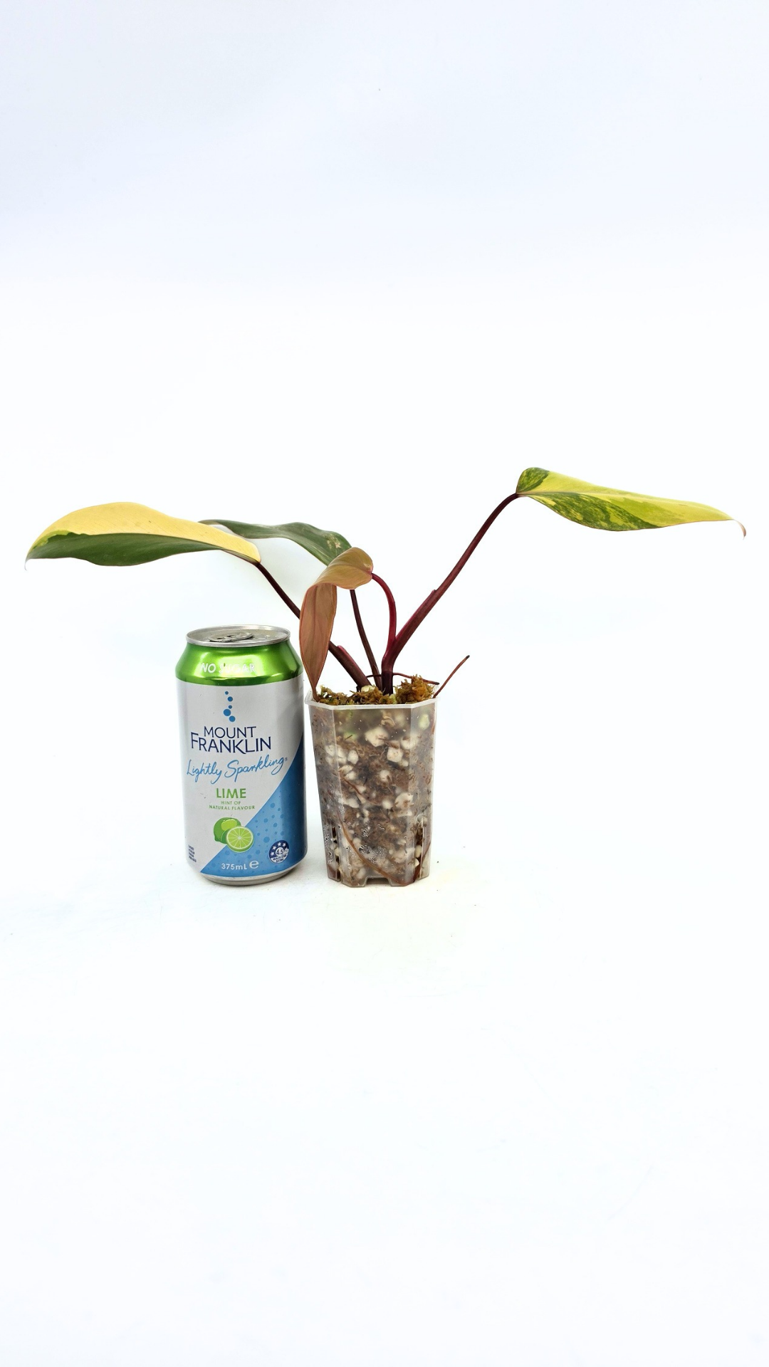 Rare indoor plant Philodendron Strawberry Shake grown and propagated by rare plant shop The Leaf Gallery in Perth, Western Australia